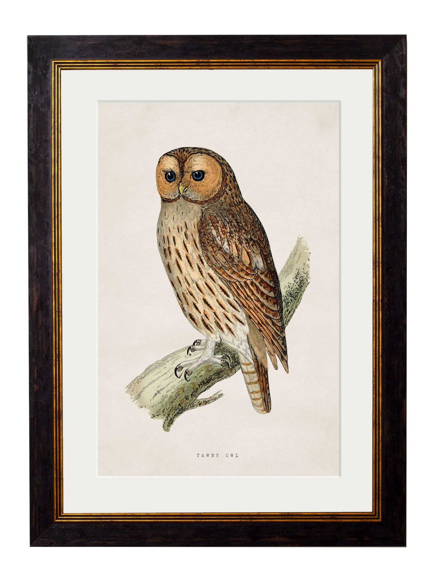 c 1870 british birds of prey in size 50 x 70cm - glass-fronted framed wall art print with solid wood frame, perfect for luxury home decor