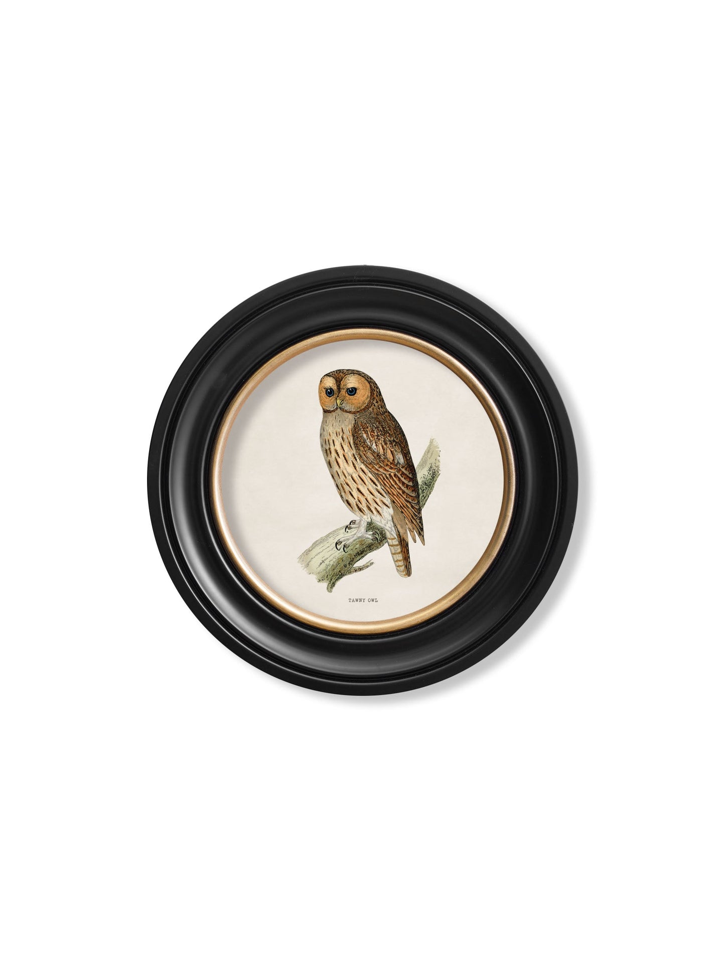 c 1870 british owls in round frames in size 70 x 70cm - glass-fronted framed wall art print with solid wood frame, a beautiful addition to stylish homes