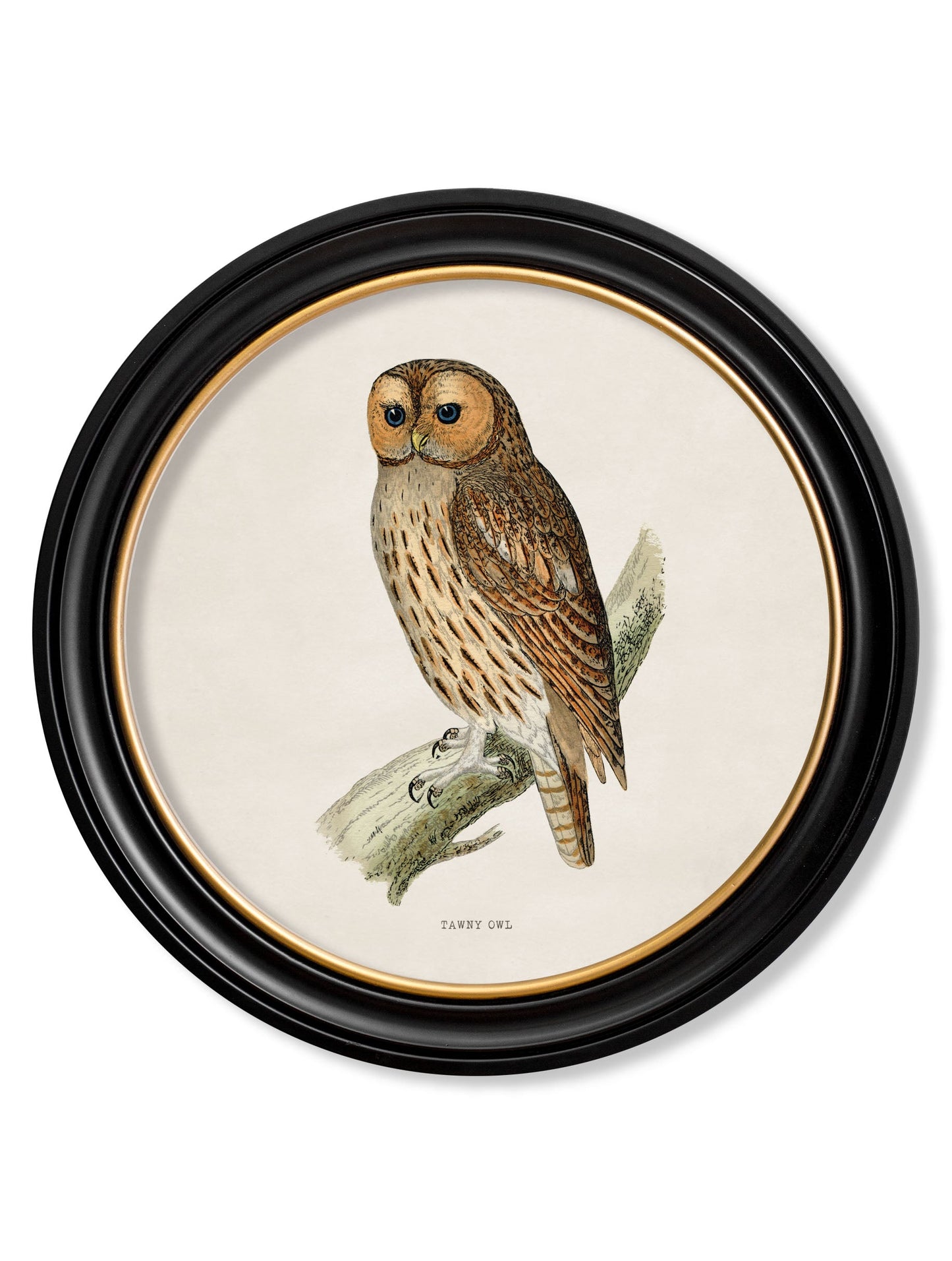 c 1870 british owls in round frames in size 44 x 44cm - glass-fronted framed wall art print with solid wood frame, ideal for modern interiors