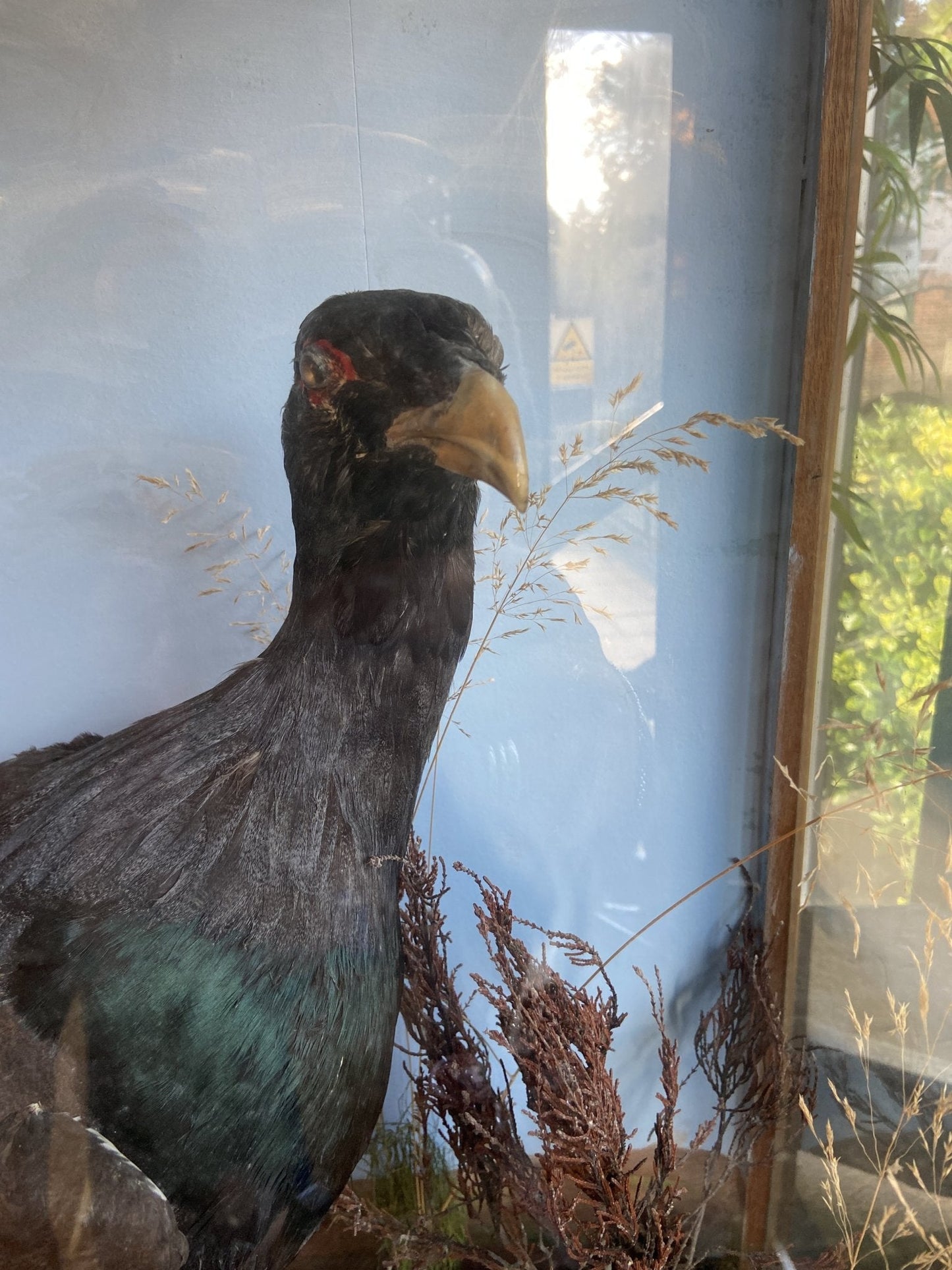 Taxidermy- Victorian Cased BuzzardThe Furniture Recycling Shop
