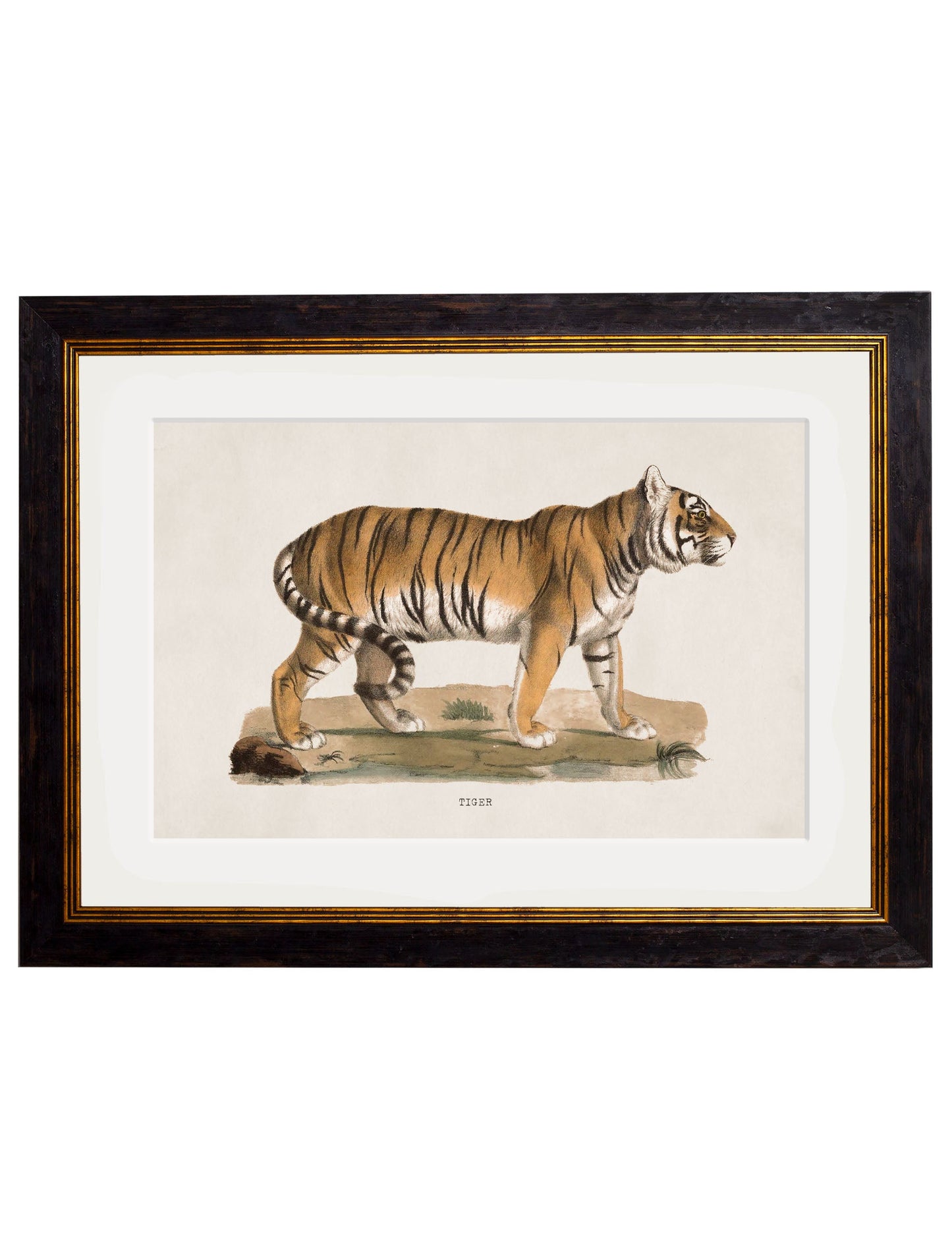 c.1824 Tiger in size 38 x 50cm - glass-fronted framed wall art print with solid wood frame, perfect for statement wall decor