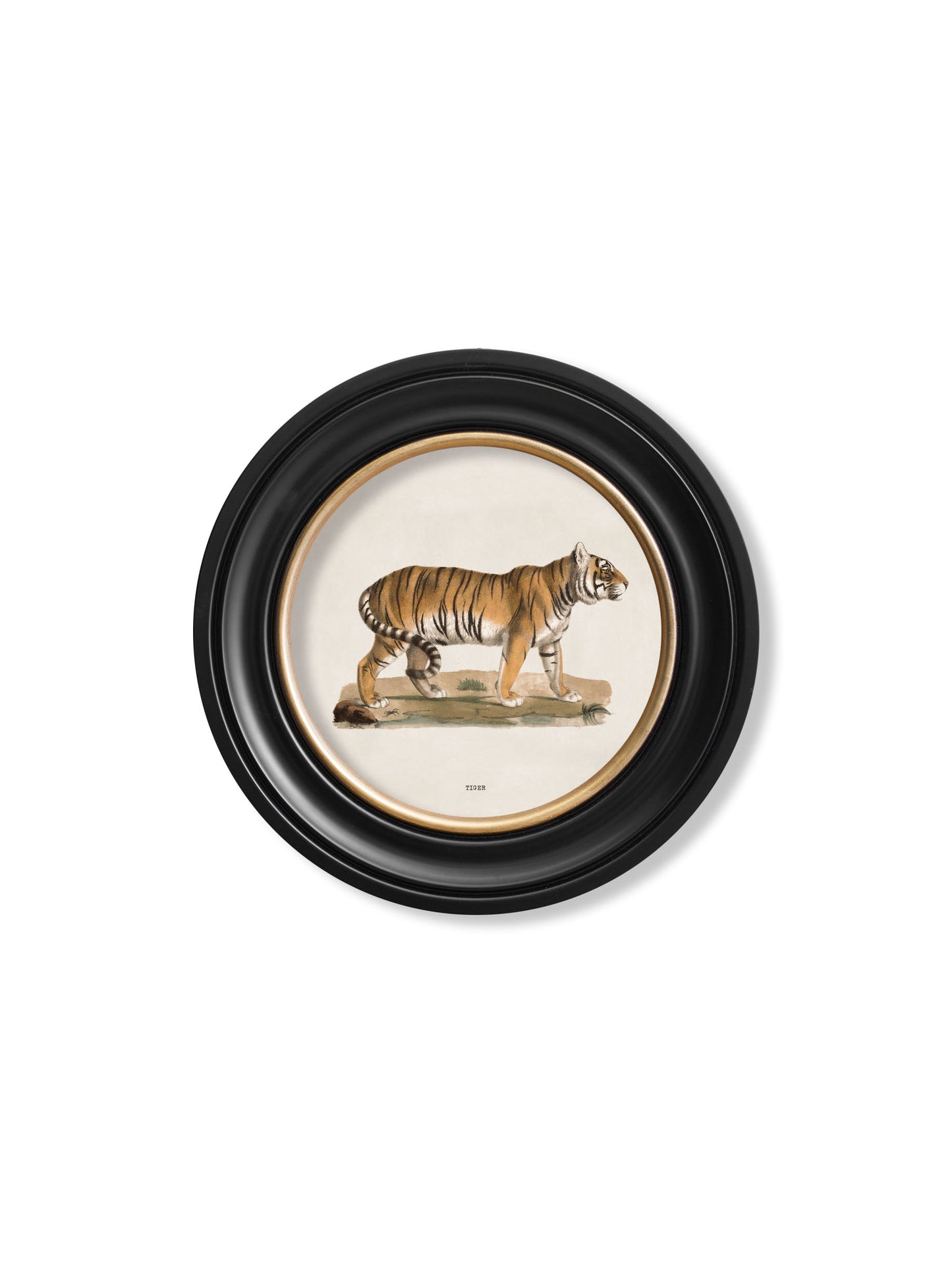 c 1824 tiger round frame - premium glass-fronted framed art print with solid wood frame, ideal for contemporary home styling