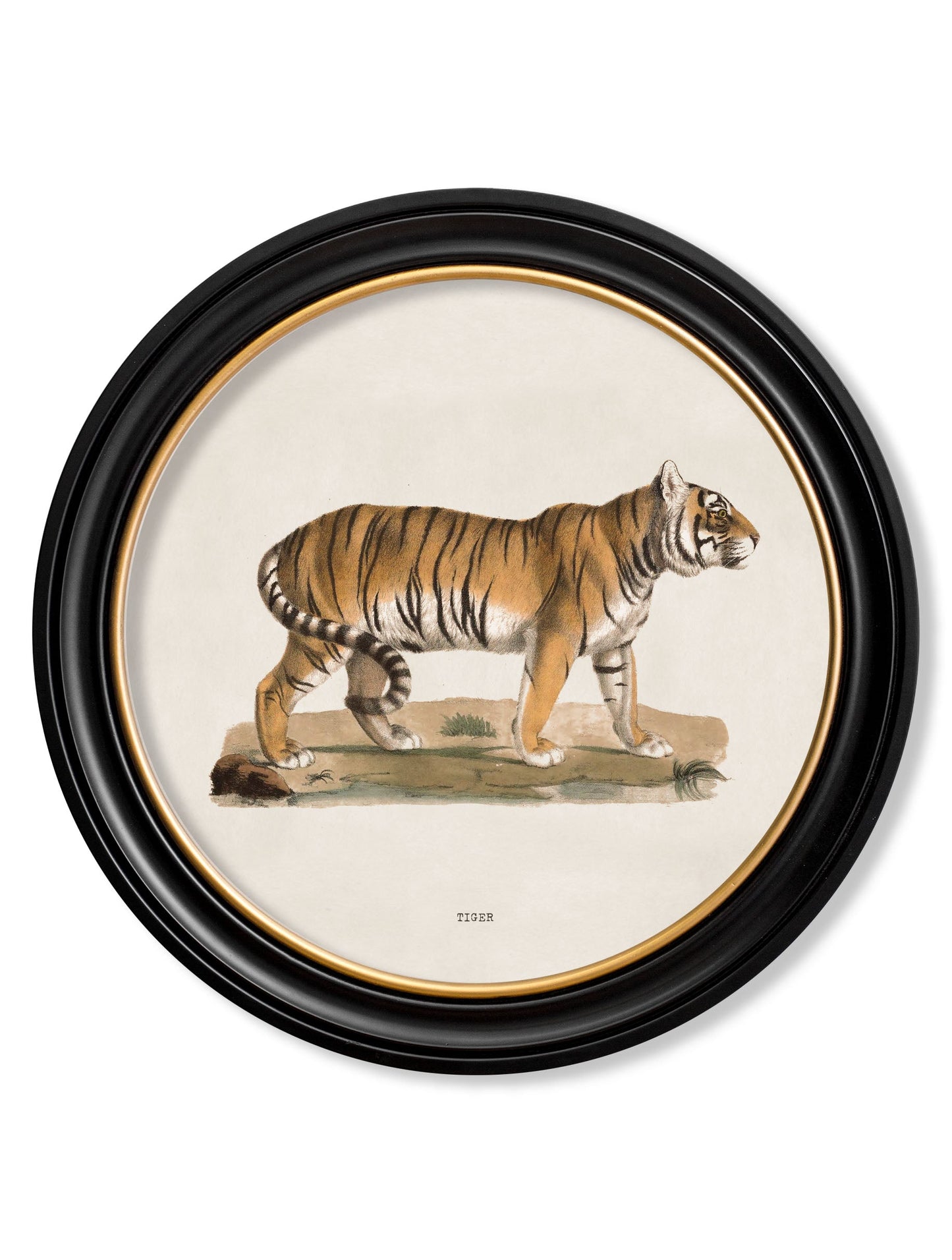 c.1824 Tiger - Round Frame in size 44 x 44cm - glass-fronted framed wall art print with solid wood frame, ideal for modern interiors