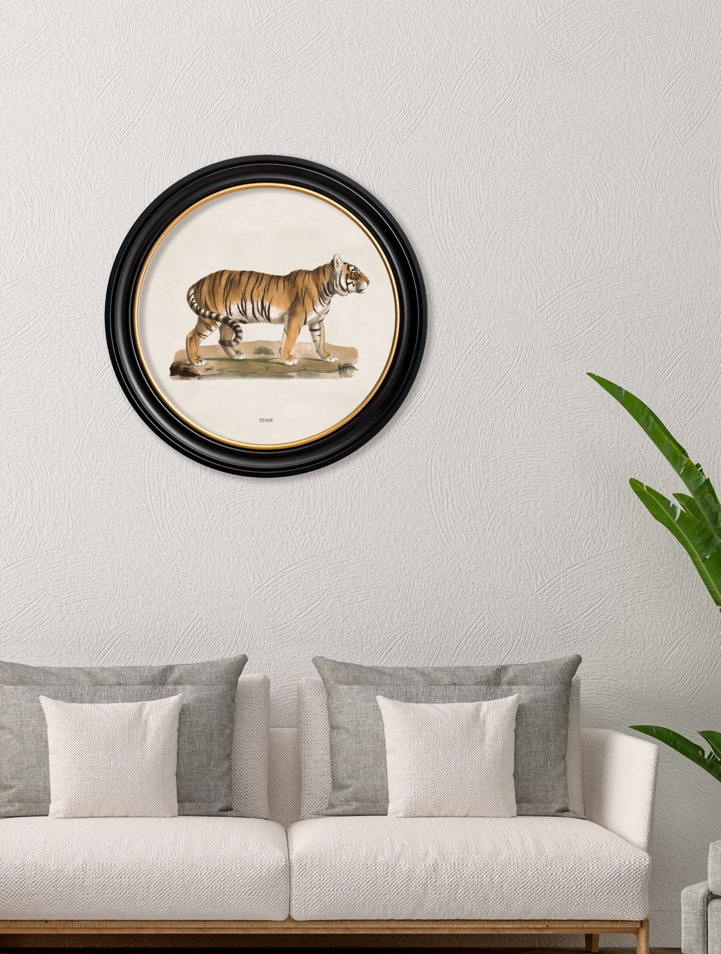 c 1824 tiger round frame in size 70 x 70cm - glass-fronted framed wall art print with solid wood frame, a beautiful addition to stylish homes
