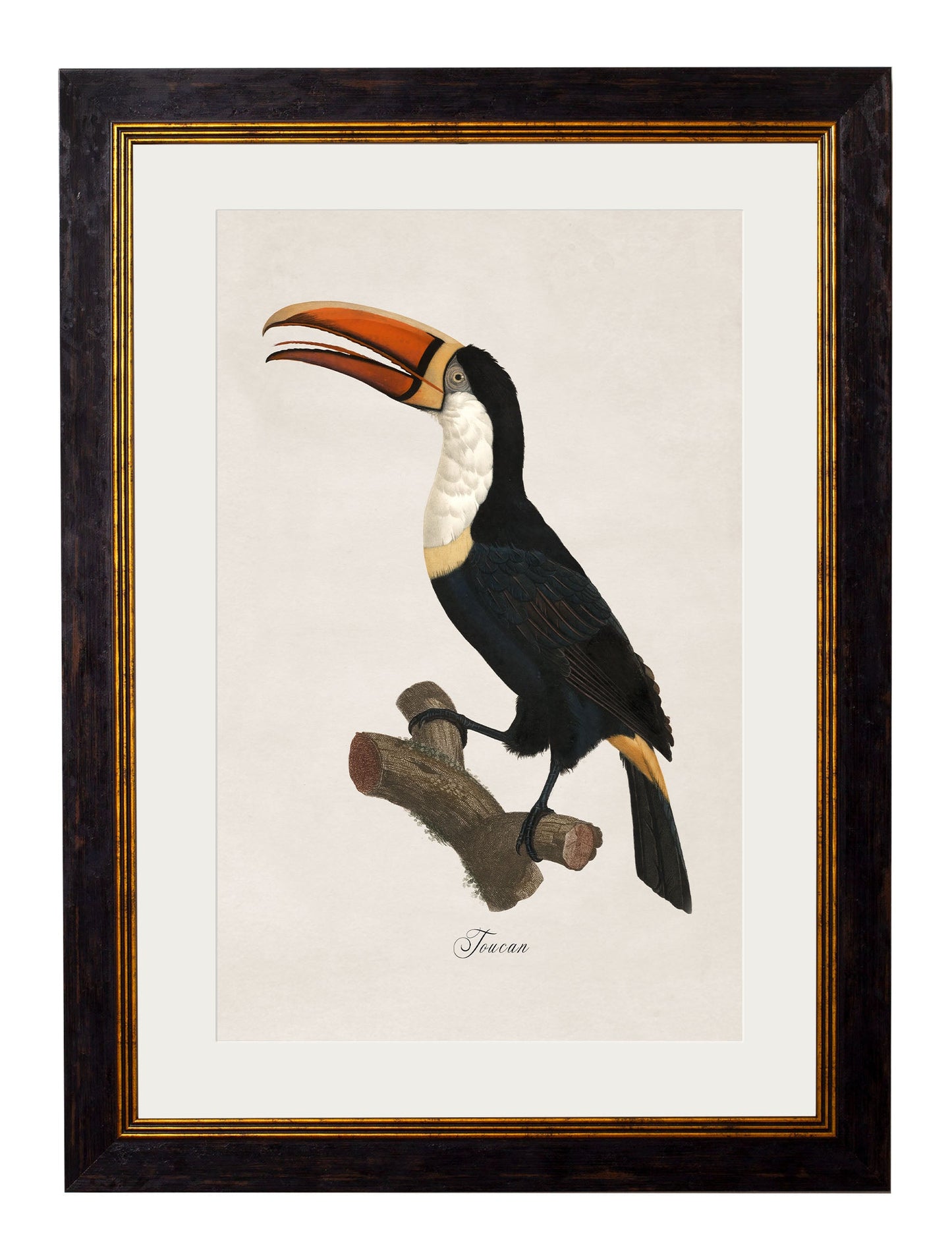 c 1809 toucan giclee print in size 50 x 70cm - glass-fronted framed wall art print with solid wood frame, designed for high-end interior design
