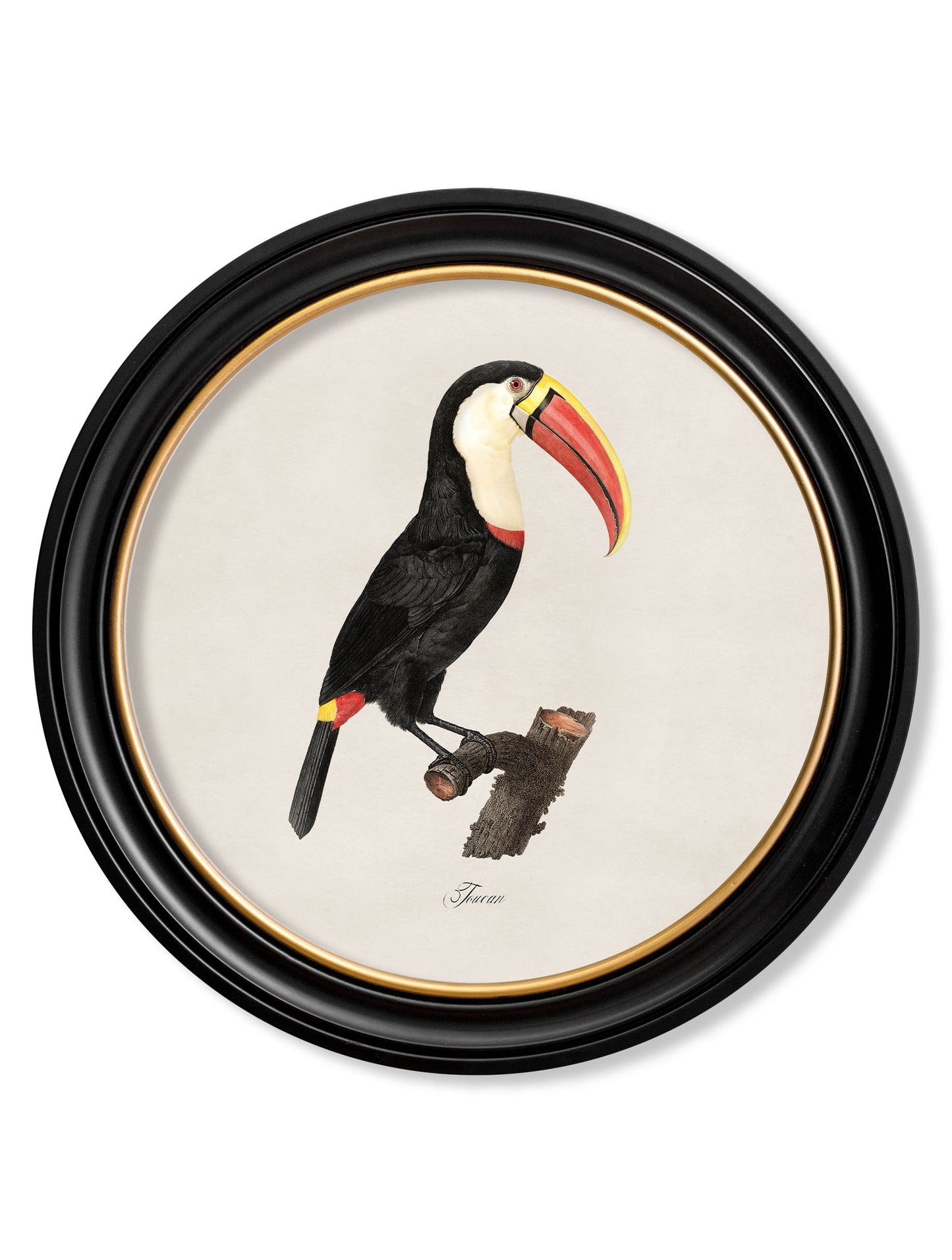 c 1809 toucan round frame 1 in size 44 x 44 cm - glass-fronted framed wall art print with solid wood frame, luxury wall art for sophisticated spaces