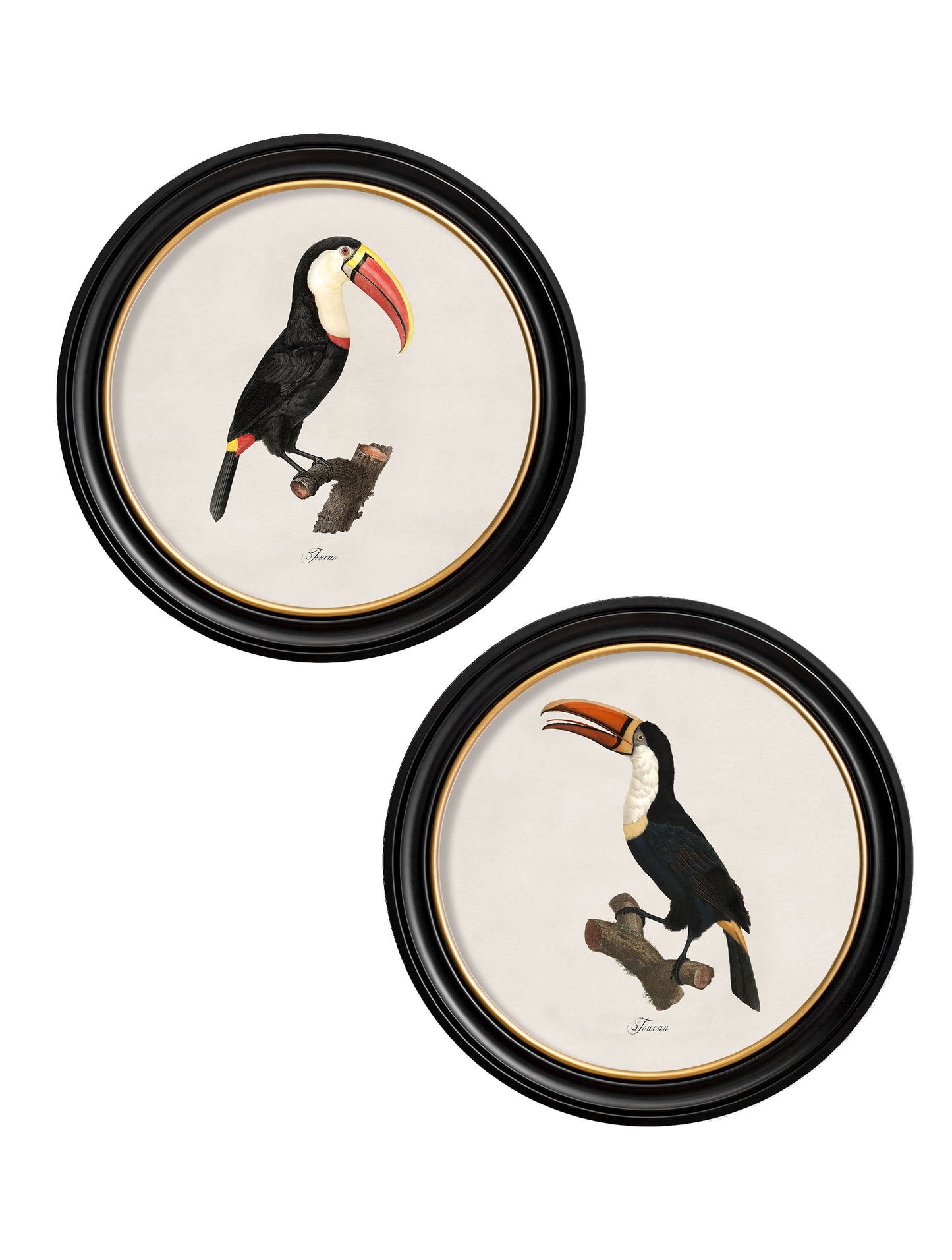 c.1809 Toucans - Round Frame in size 44 x 44 cm - glass-fronted framed wall art print with solid wood frame, adds elegance to your decor