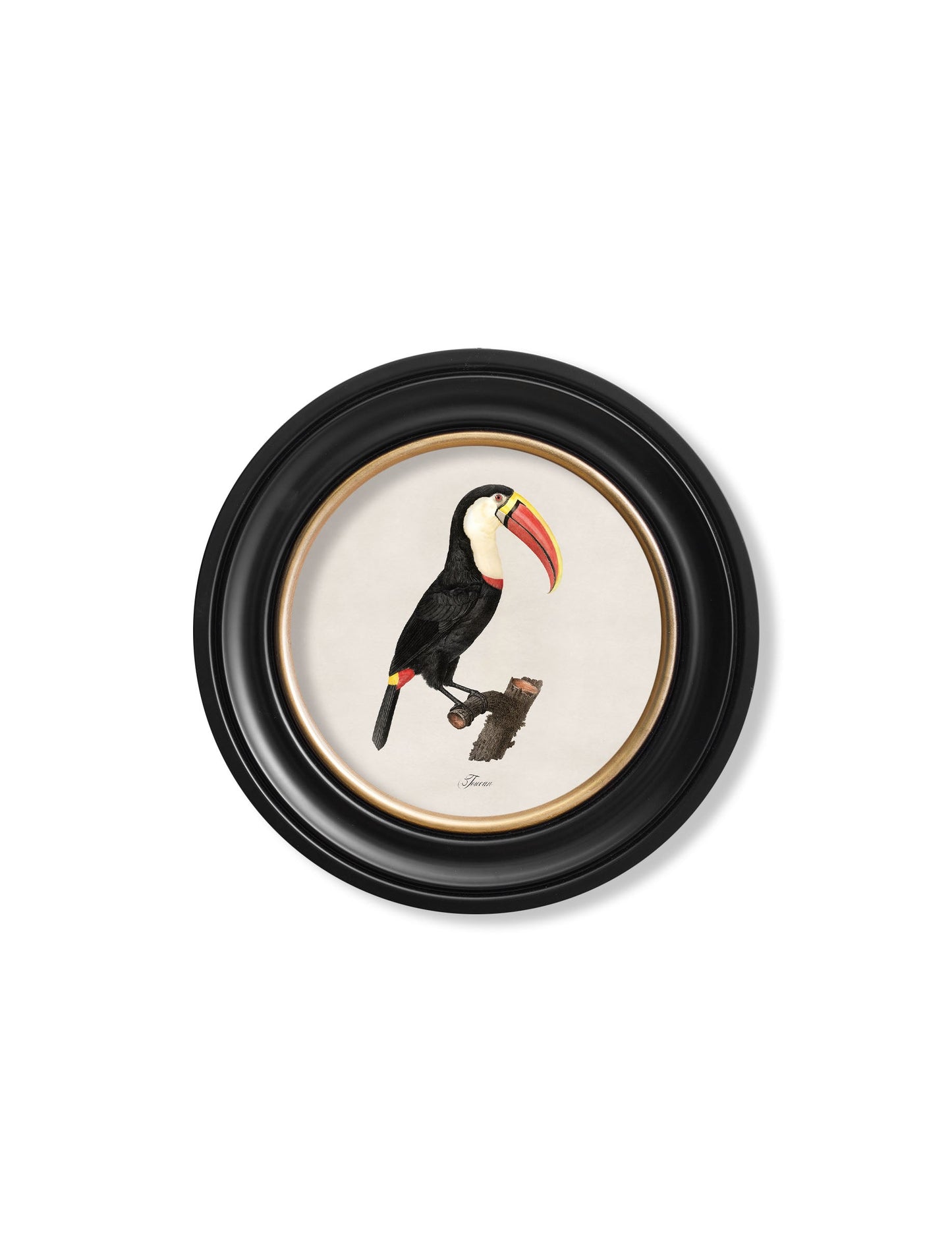c 1809 toucan round frame 1 in size 70 x 70cm - glass-fronted framed wall art print with solid wood frame, adds elegance to your decor
