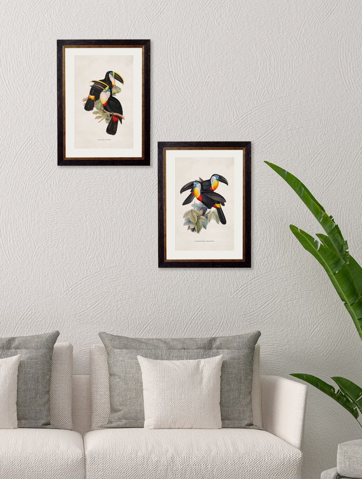 c 1848 toucans in size 38 x 50cm - glass-fronted framed wall art print with solid wood frame, ideal for modern interiors