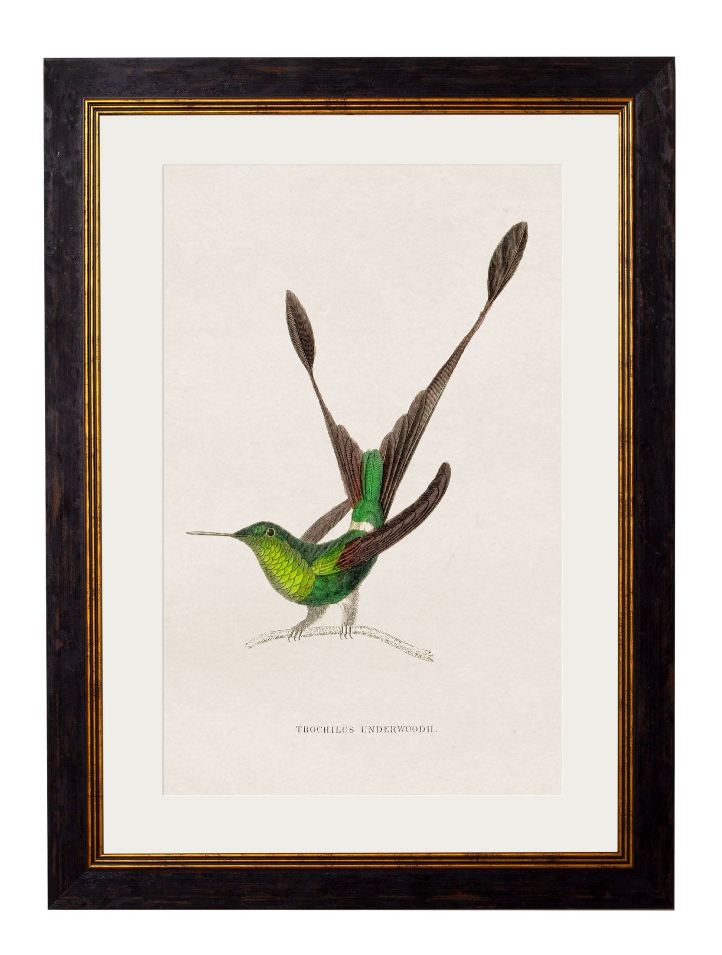 c 1833 hummingbirds 1 in size 38 x 50cm - glass-fronted framed wall art print with solid wood frame, luxury wall art for sophisticated spaces