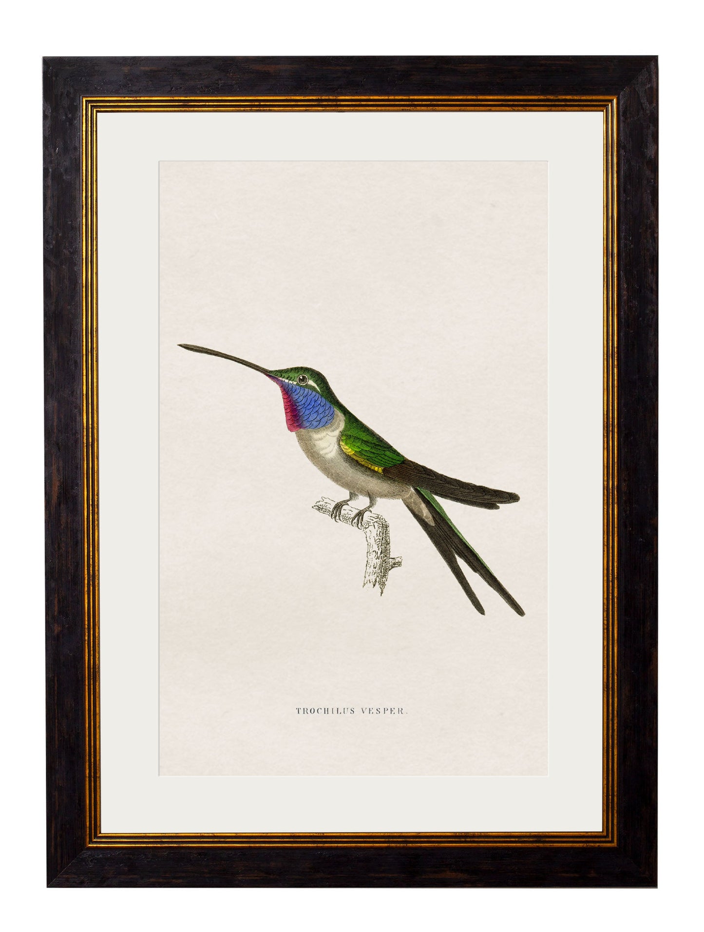 c 1833 hummingbirds 1 - premium glass-fronted framed art print with solid wood frame, designed for high-end interior design