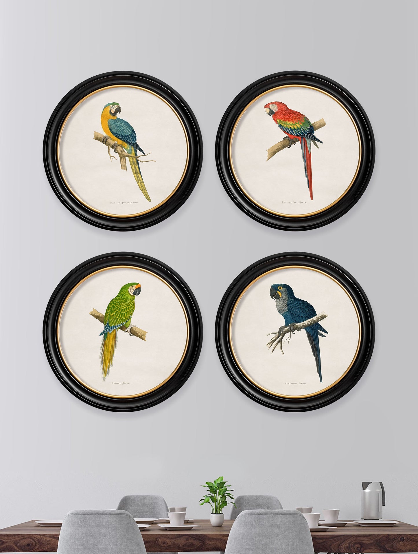 c 1884s collection of macaws in round frames in size 44 x 44cm - glass-fronted framed wall art print with solid wood frame, ideal for modern interiors