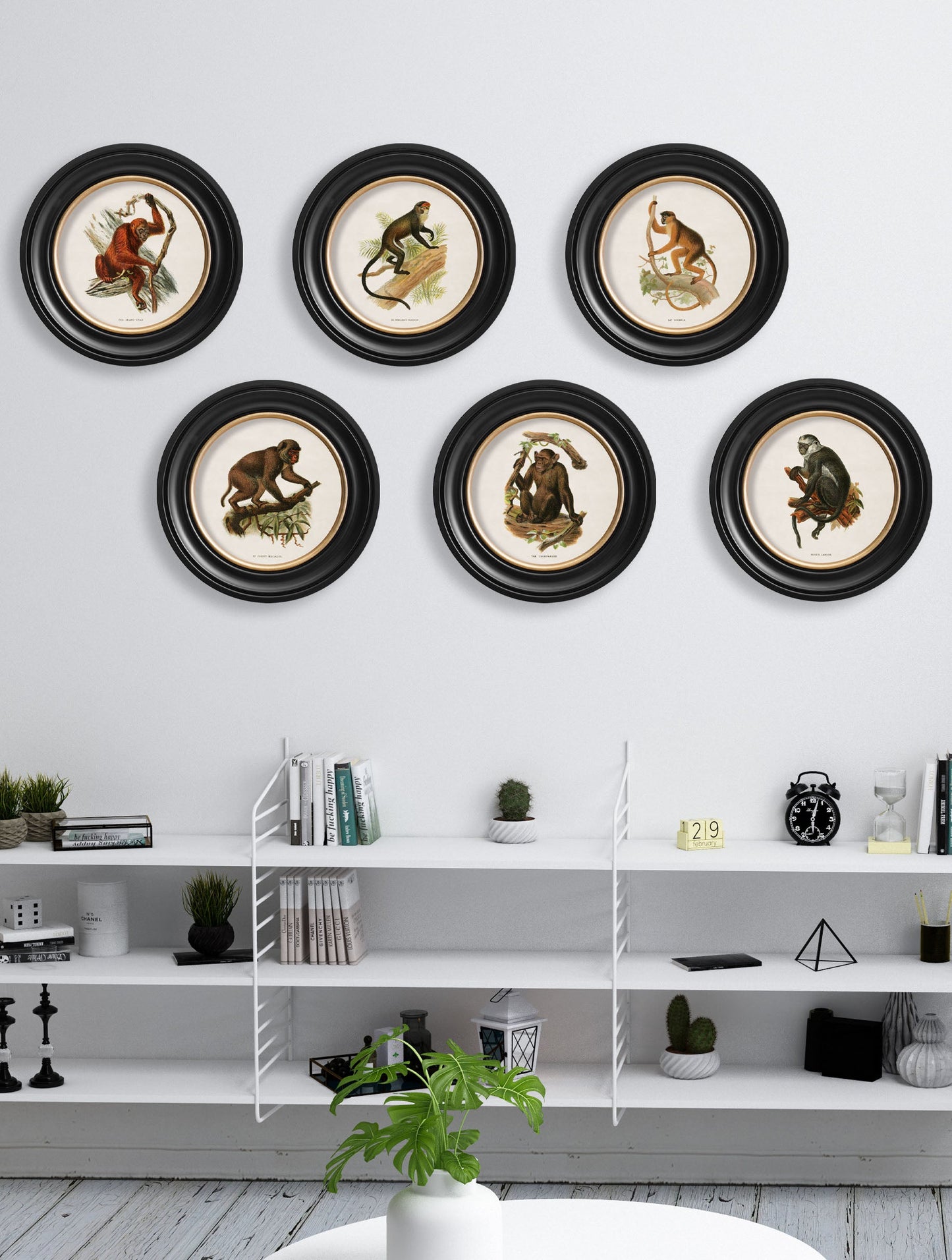 c 1910 collection of primates in round frames in size 44 x 44cm - glass-fronted framed wall art print with solid wood frame, a beautiful addition to stylish homes