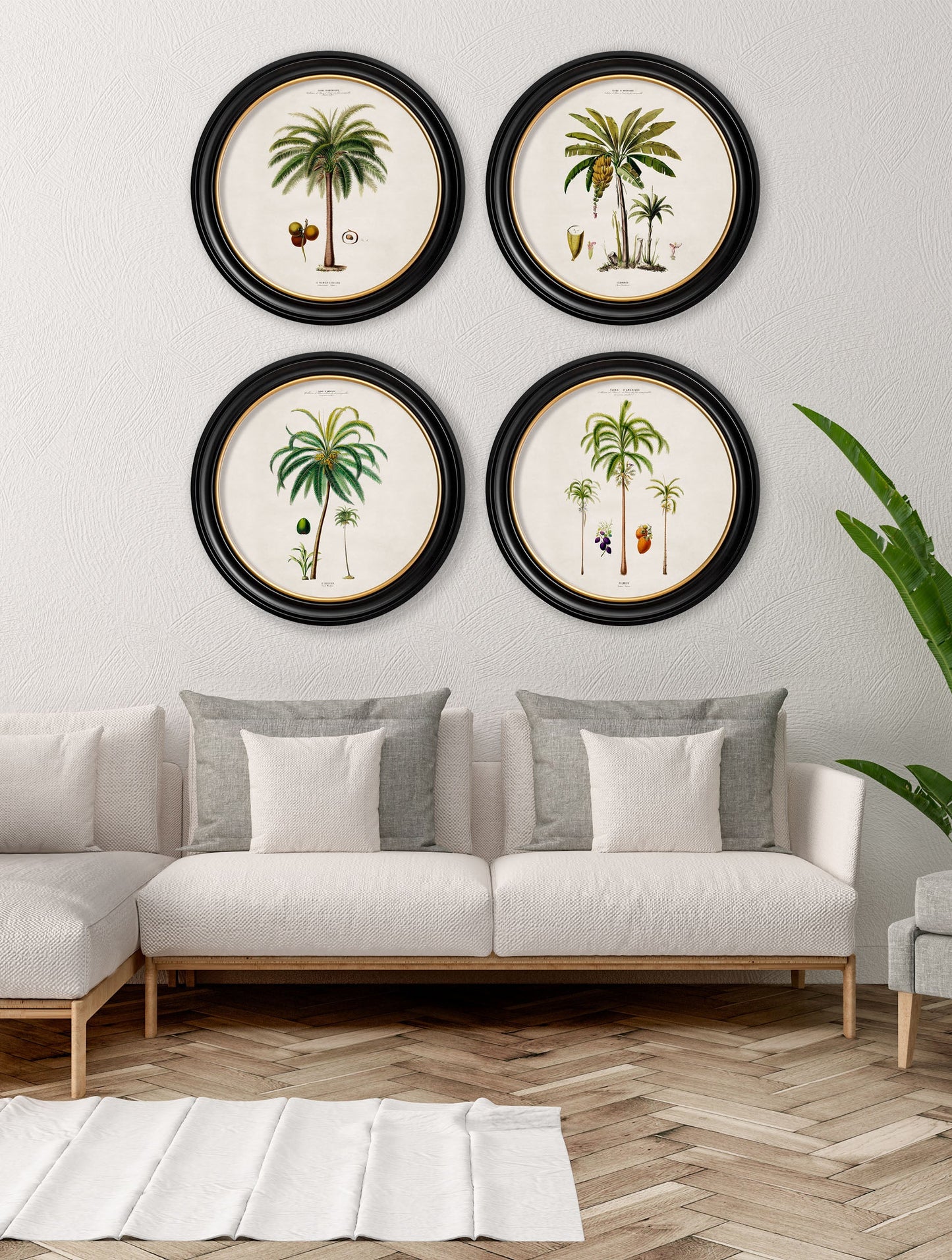 c 1843 studies of south american palm trees in round frames in size 44 x 44cm - glass-fronted framed wall art print with solid wood frame, ideal for contemporary home styling