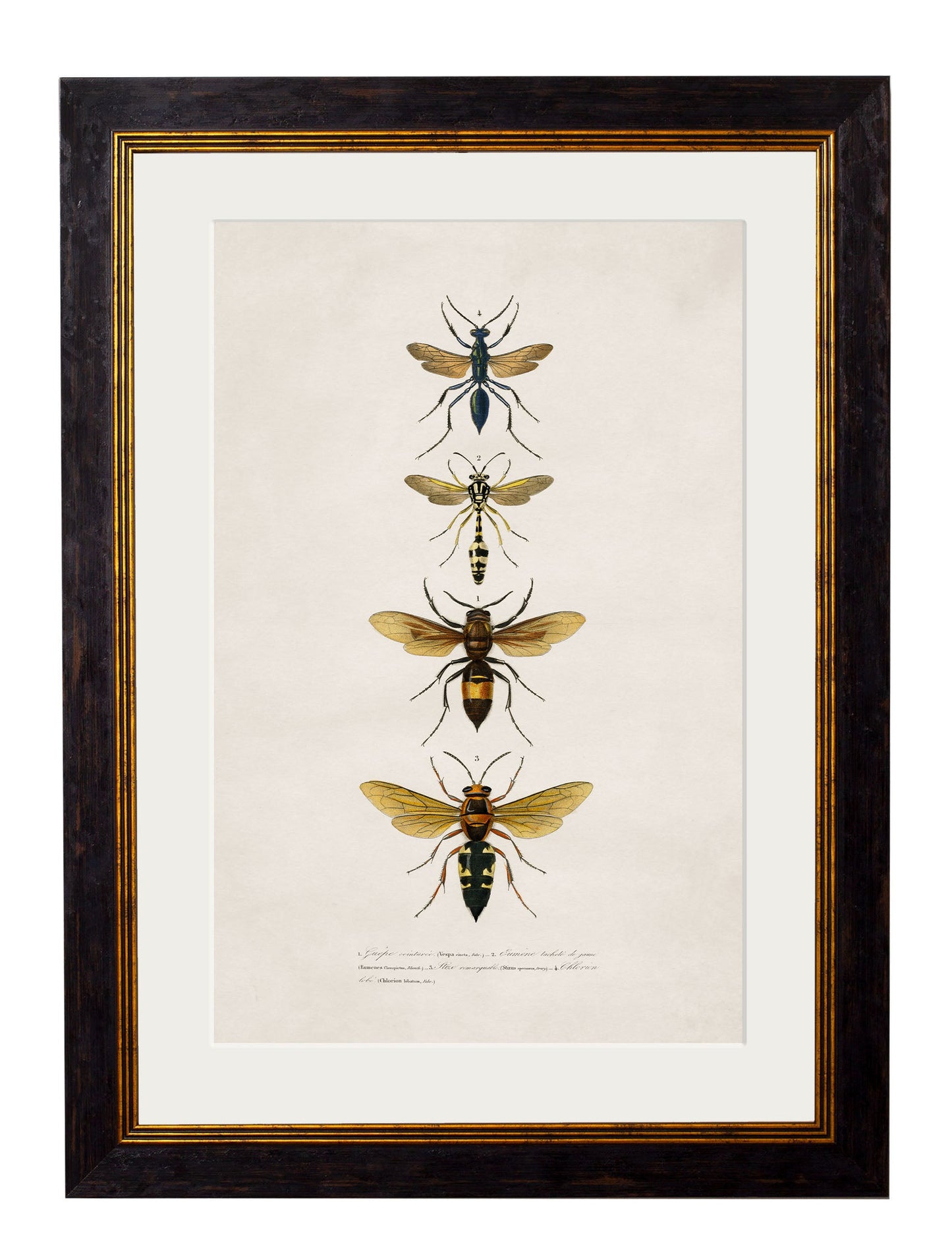 c 1892 bees and wasps giclee print in size 50 x 70cm - glass-fronted framed wall art print with solid wood frame, ideal for contemporary home styling