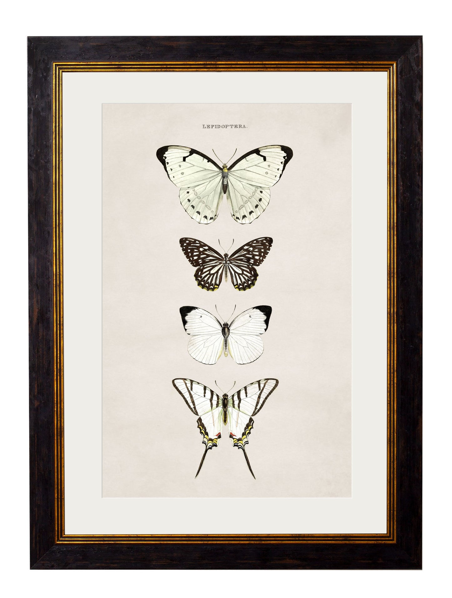 c 1835 butterflies in size 38 x 50cm - glass-fronted framed wall art print with solid wood frame, designed for high-end interior design