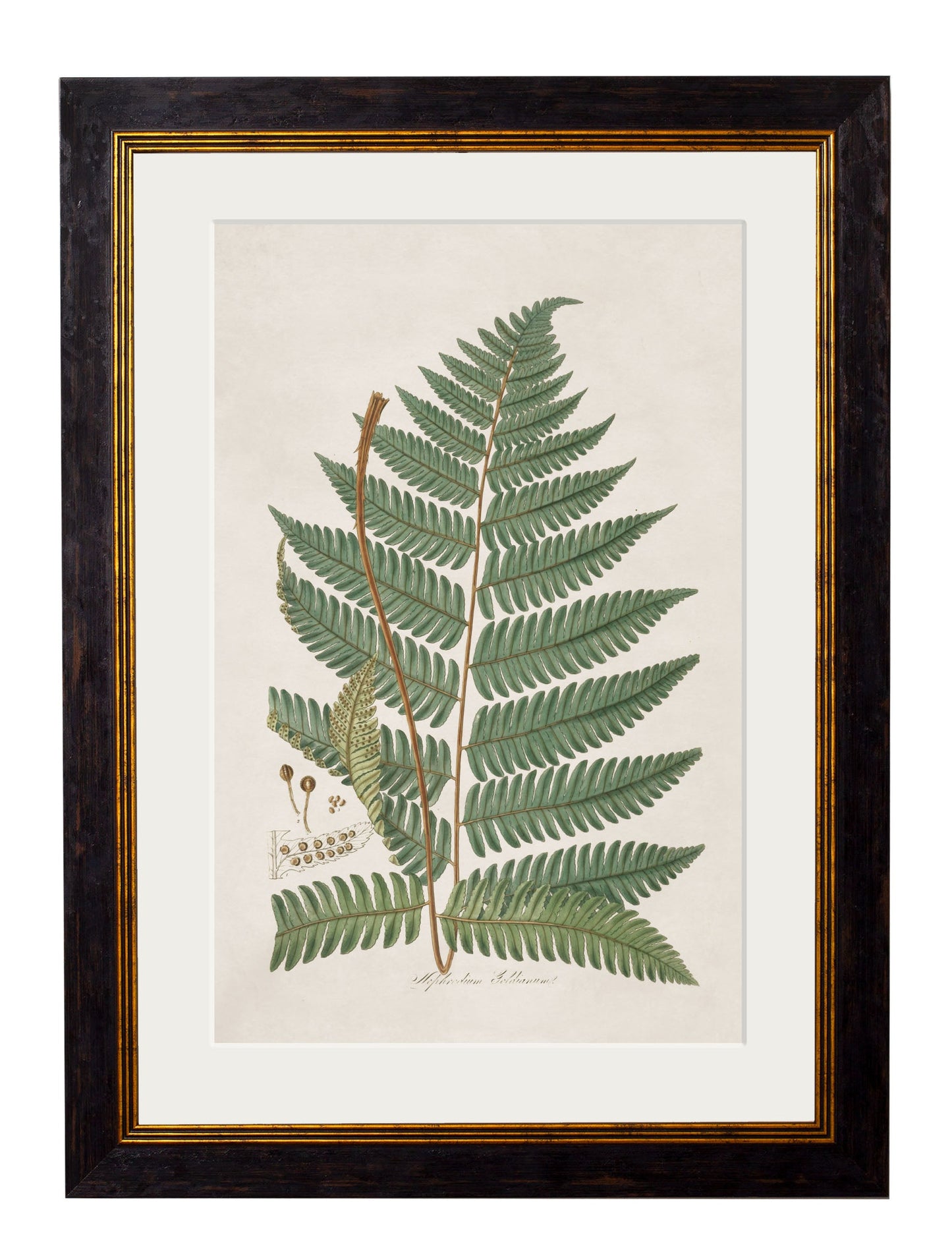 c 1831 australian fern framed print in size 50 x 70cm - glass-fronted framed wall art print with solid wood frame, ideal for contemporary home styling
