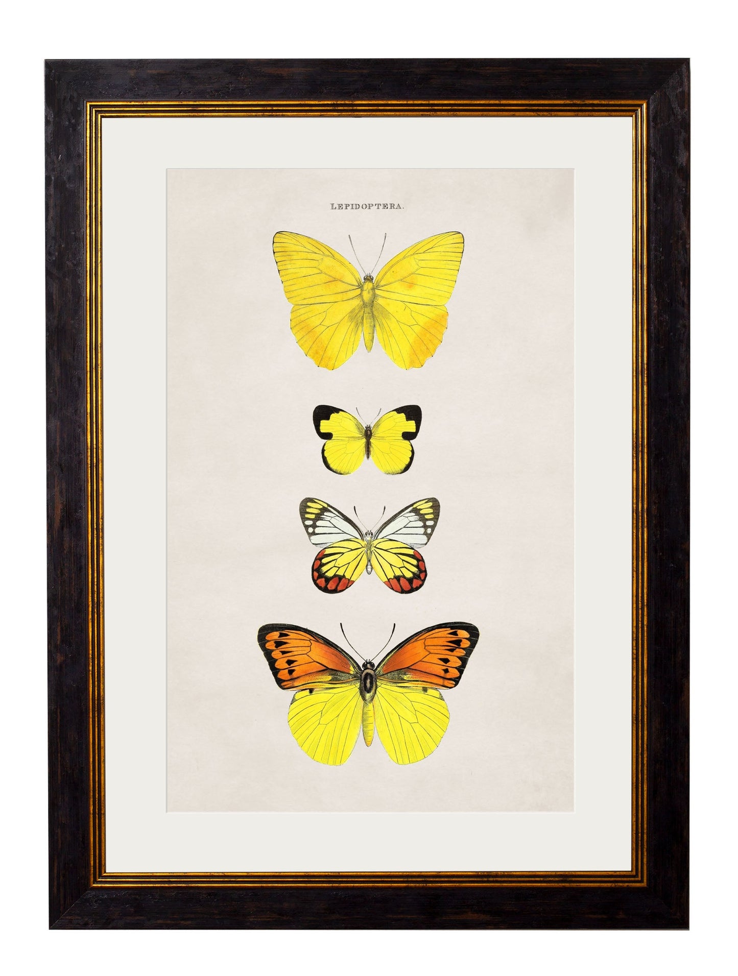 c 1835 butterflies in size 50 x 70cm - glass-fronted framed wall art print with solid wood frame, ideal for modern interiors