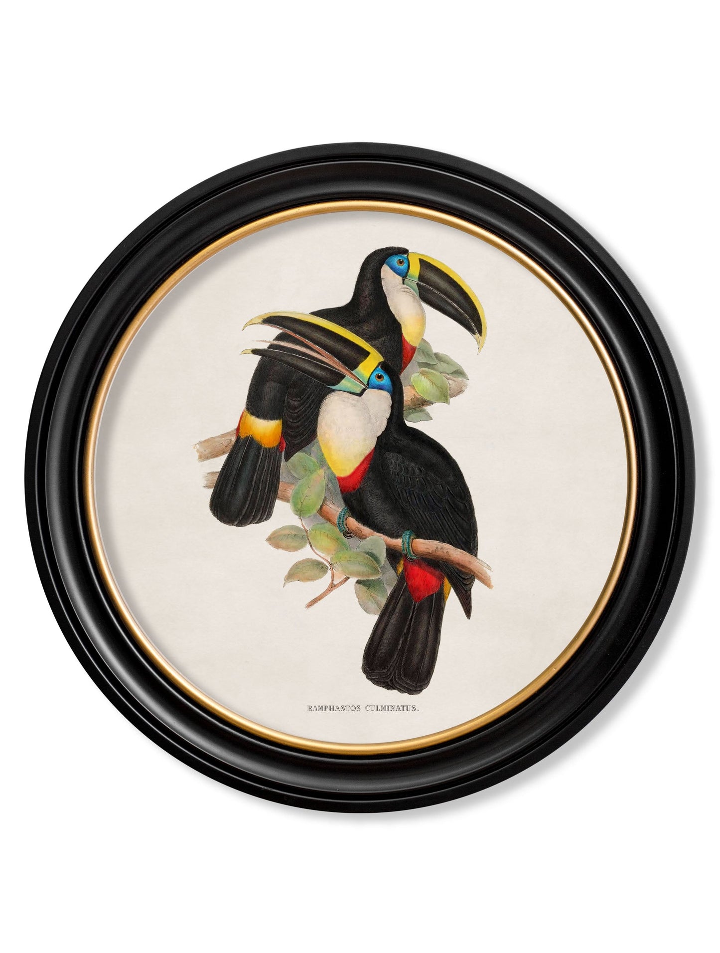 c 1848 toucans round frames in size 70 x 70cm - glass-fronted framed wall art print with solid wood frame, ideal for modern interiors