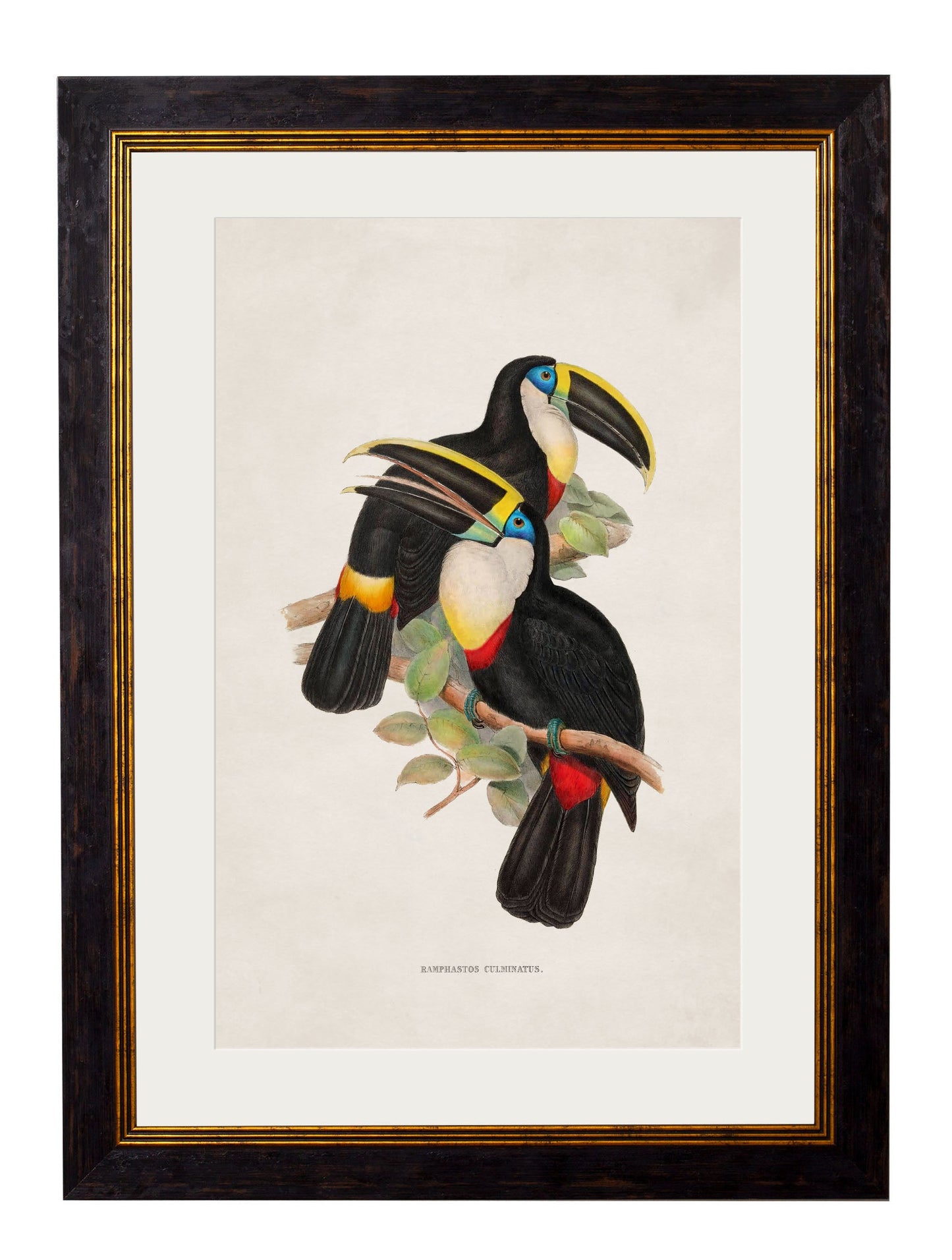 c 1848 toucans in size 50 x 70cm - glass-fronted framed wall art print with solid wood frame, luxury wall art for sophisticated spaces