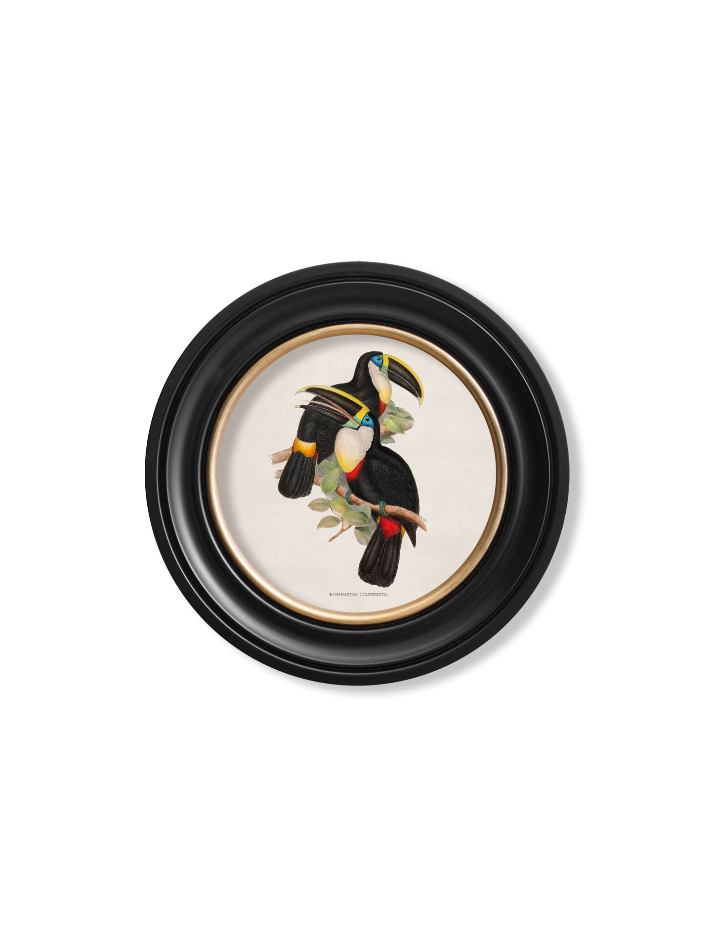 c 1848 toucans round frames in size 70 x 70cm - glass-fronted framed wall art print with solid wood frame, perfect for statement wall decor
