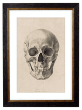 Load image into Gallery viewer, Human Skull Facing Forward - Antique Drawing Artwork Print. Framed Wall Art PictureVintage Frog T/APictures &amp; Prints
