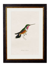 Load image into Gallery viewer, Hummingbirds Circa 1833 Prints - Referenced From The Work Of Sir William JardineVintage Frog T/APictures &amp; Prints
