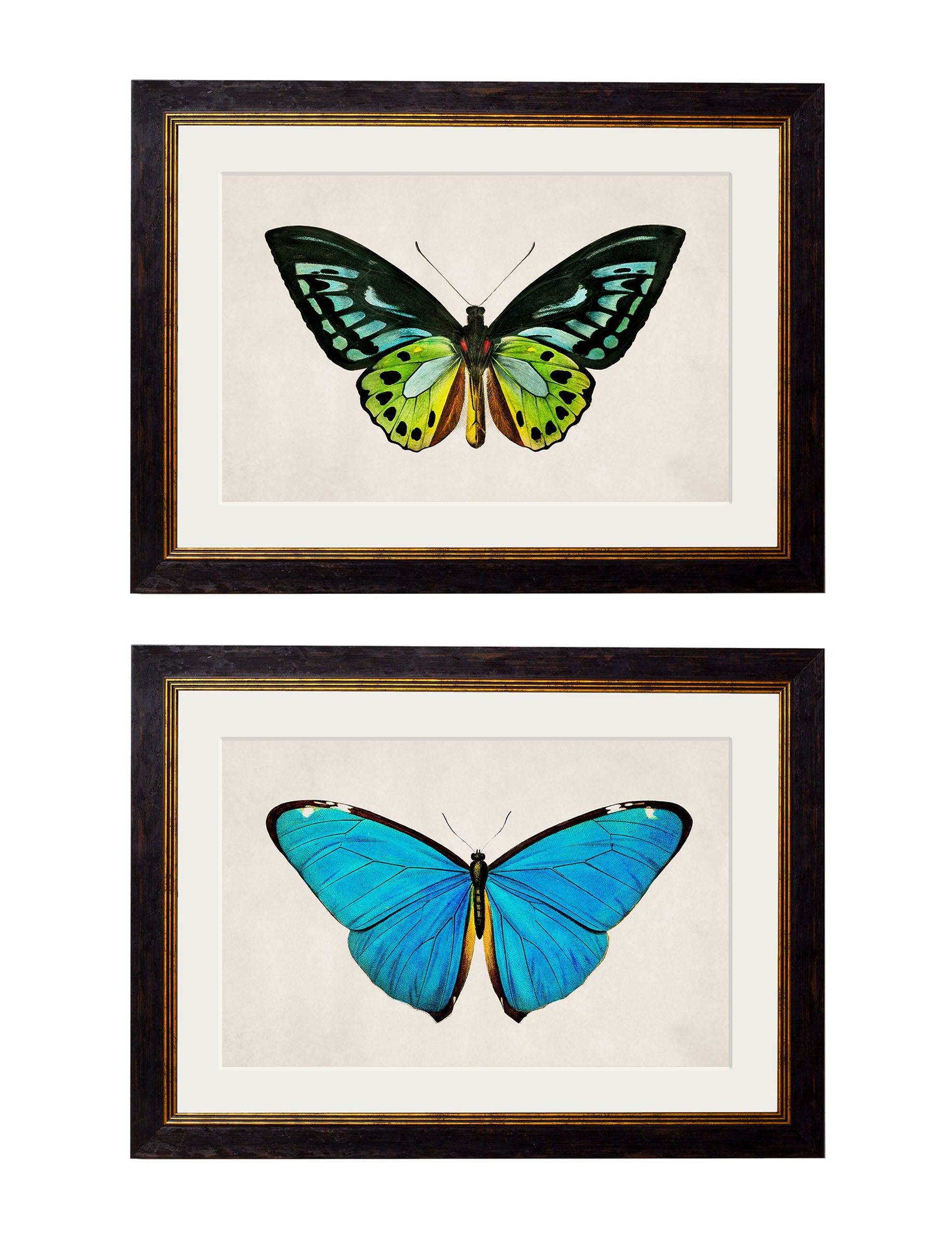 c.1836 Tropical Butterflies in size 38 x 50cm - glass-fronted framed wall art print with solid wood frame, designed for high-end interior design