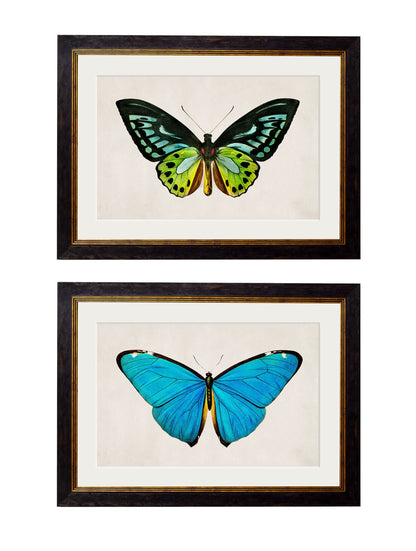 c.1836 Tropical Butterflies in size 38 x 50cm - glass-fronted framed wall art print with solid wood frame, designed for high-end interior design