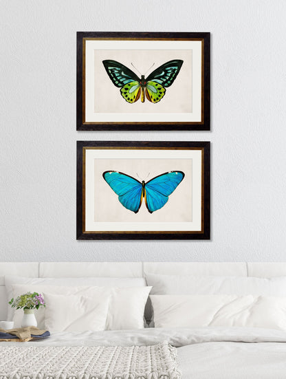 c 1836 tropical butterflies in size 38 x 50cm - glass-fronted framed wall art print with solid wood frame, designed for high-end interior design