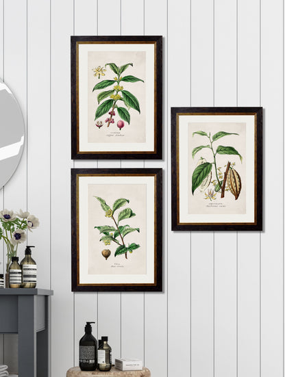 c 1877 tea plant giclee print in size 38 x 50cm - glass-fronted framed wall art print with solid wood frame, perfect for luxury home decor