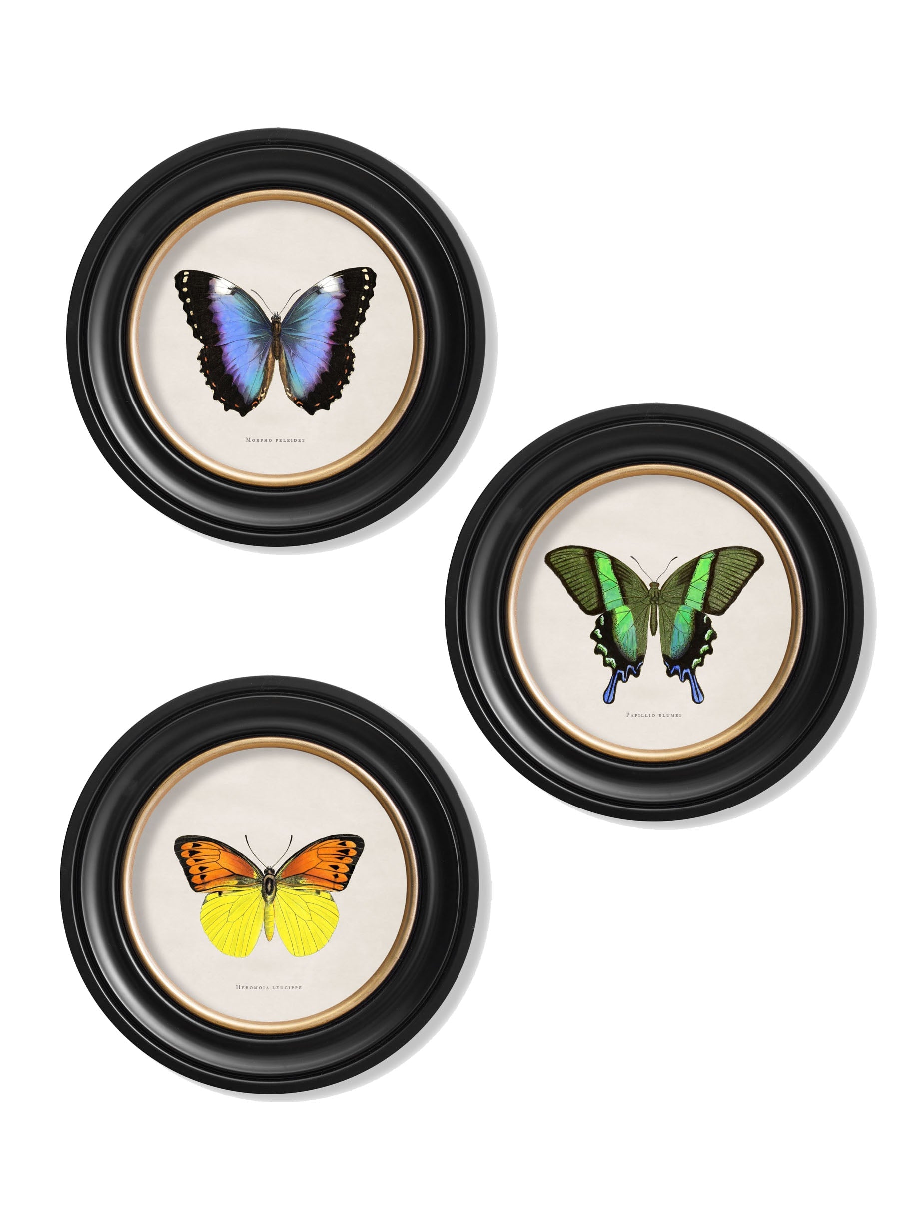 c.1835 Tropical Butterflies - Round Frames in size 44 x 44cm - glass-fronted framed wall art print with solid wood frame, adds elegance to your decor