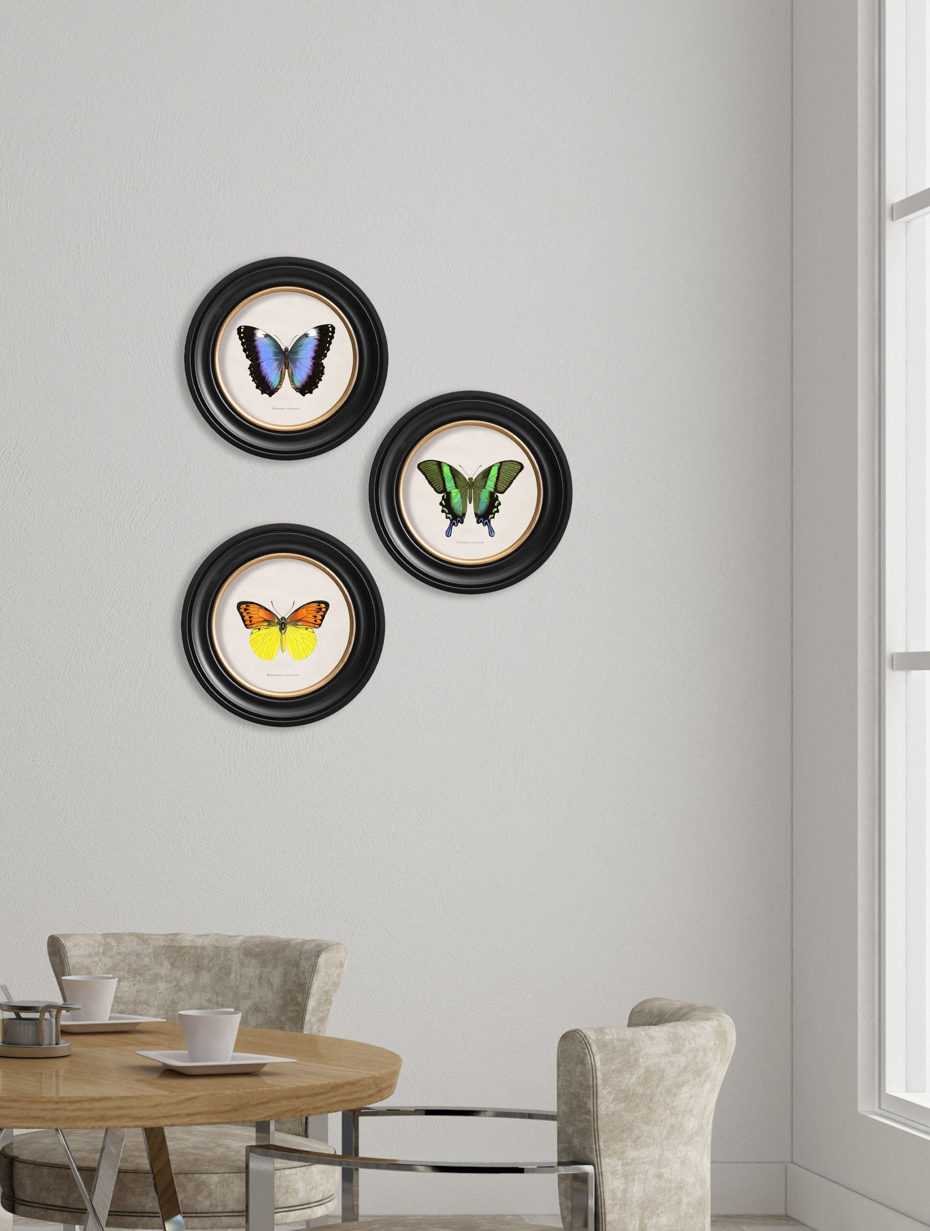 c 1835 tropical butterflies round frames in size 44 x 44cm - glass-fronted framed wall art print with solid wood frame, perfect for luxury home decor