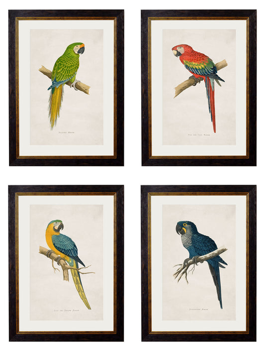 c.1884 Macaws in size 38 x 50cm - glass-fronted framed wall art print with solid wood frame, perfect for statement wall decor