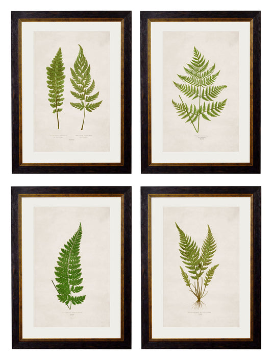c.1864 Collection of British Ferns in size 38 x 50cm - glass-fronted framed wall art print with solid wood frame, designed for high-end interior design