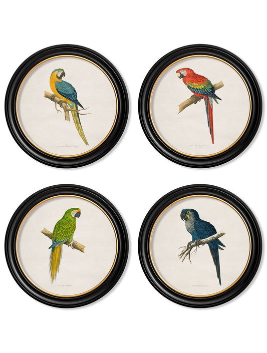 C.1884 Collection of Macaws in Round Frames in size 44 x 44cm - glass-fronted framed wall art print with solid wood frame, ideal for contemporary home styling