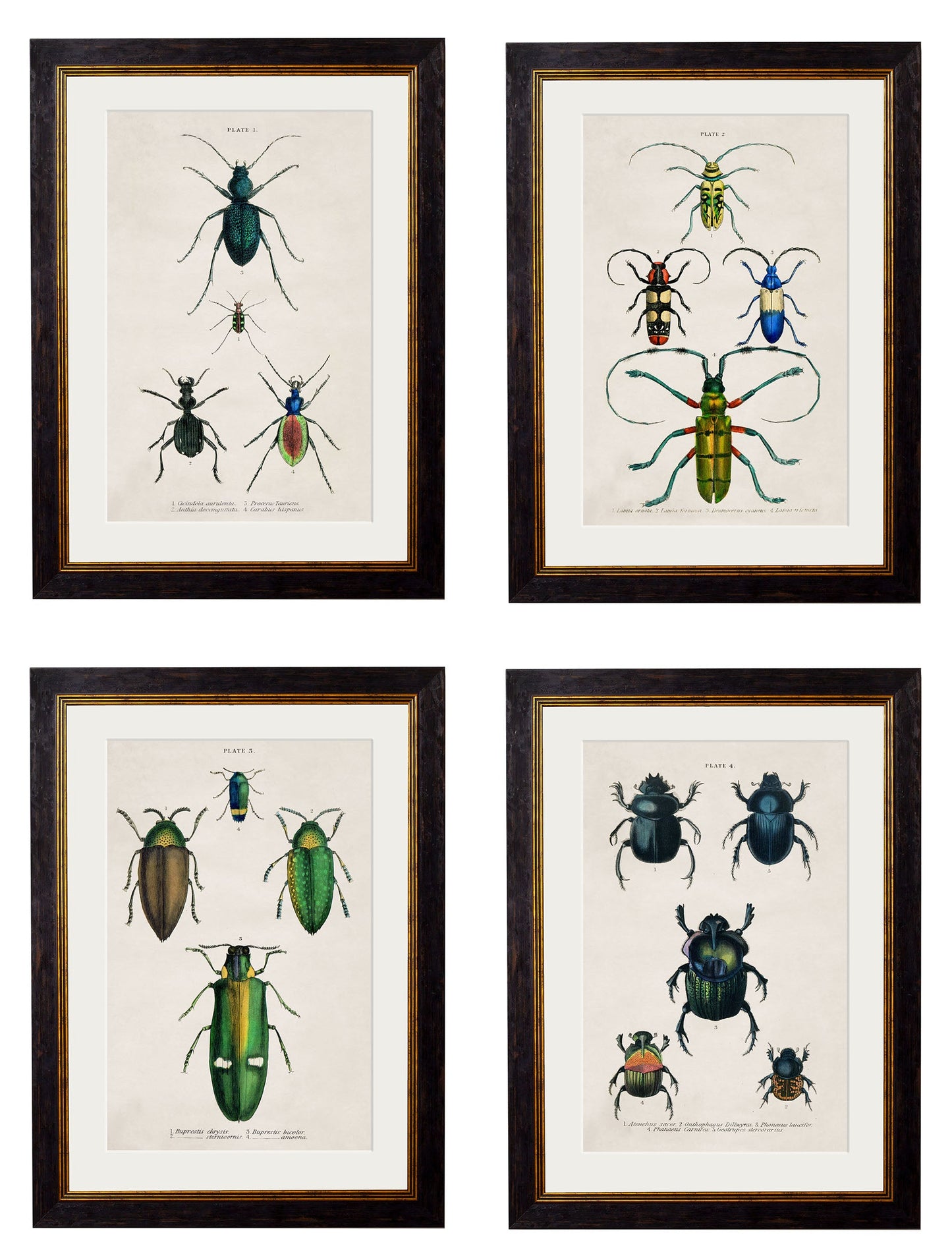 c.1836 Studies of Beetles in size 38 x 50cm - glass-fronted framed wall art print with solid wood frame, ideal for contemporary home styling
