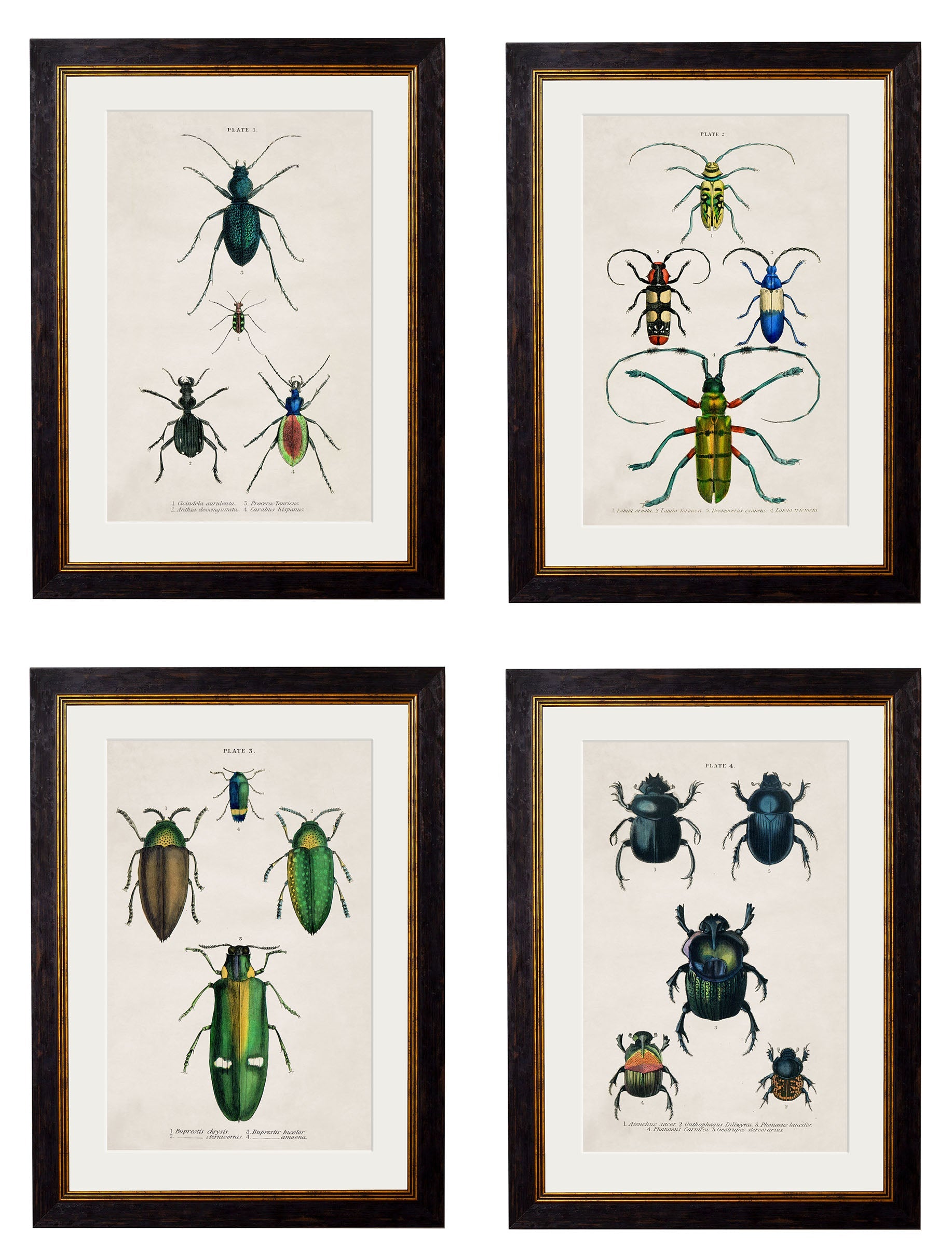 c.1836 Studies of Beetles in size 38 x 50cm - glass-fronted framed wall art print with solid wood frame, ideal for contemporary home styling