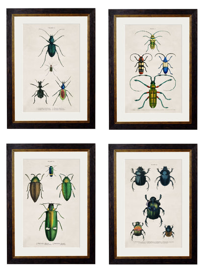 c.1836 Studies of Beetles in size 38 x 50cm - glass-fronted framed wall art print with solid wood frame, ideal for contemporary home styling