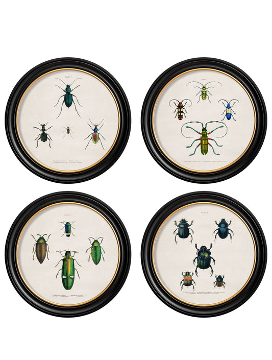 c.1836 Beetle Plates - Round Frame in size 44 x 44cm - glass-fronted framed wall art print with solid wood frame, ideal for contemporary home styling