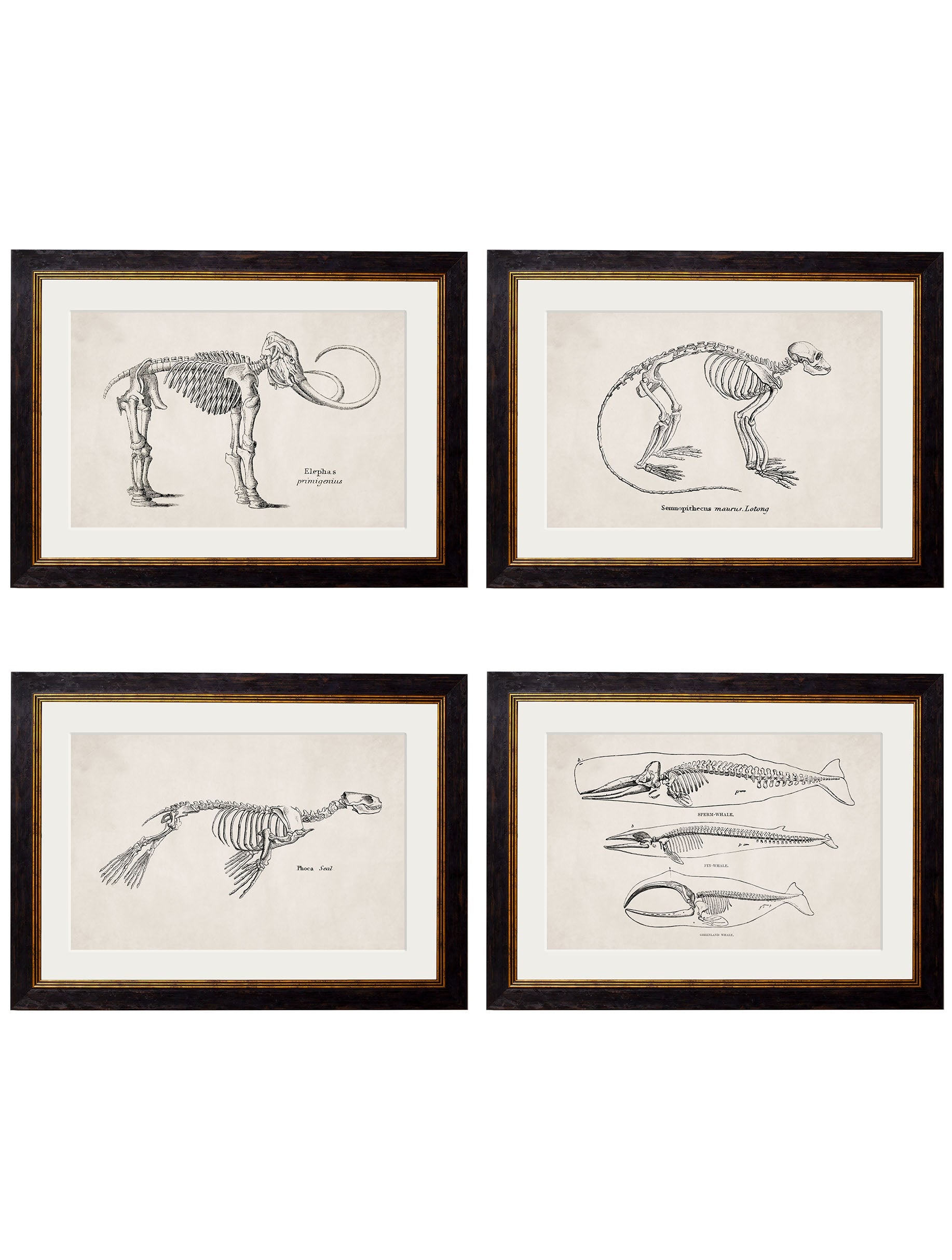 c.1870 Anatomical Skeletons in size 38 x 50cm - glass-fronted framed wall art print with solid wood frame, a beautiful addition to stylish homes