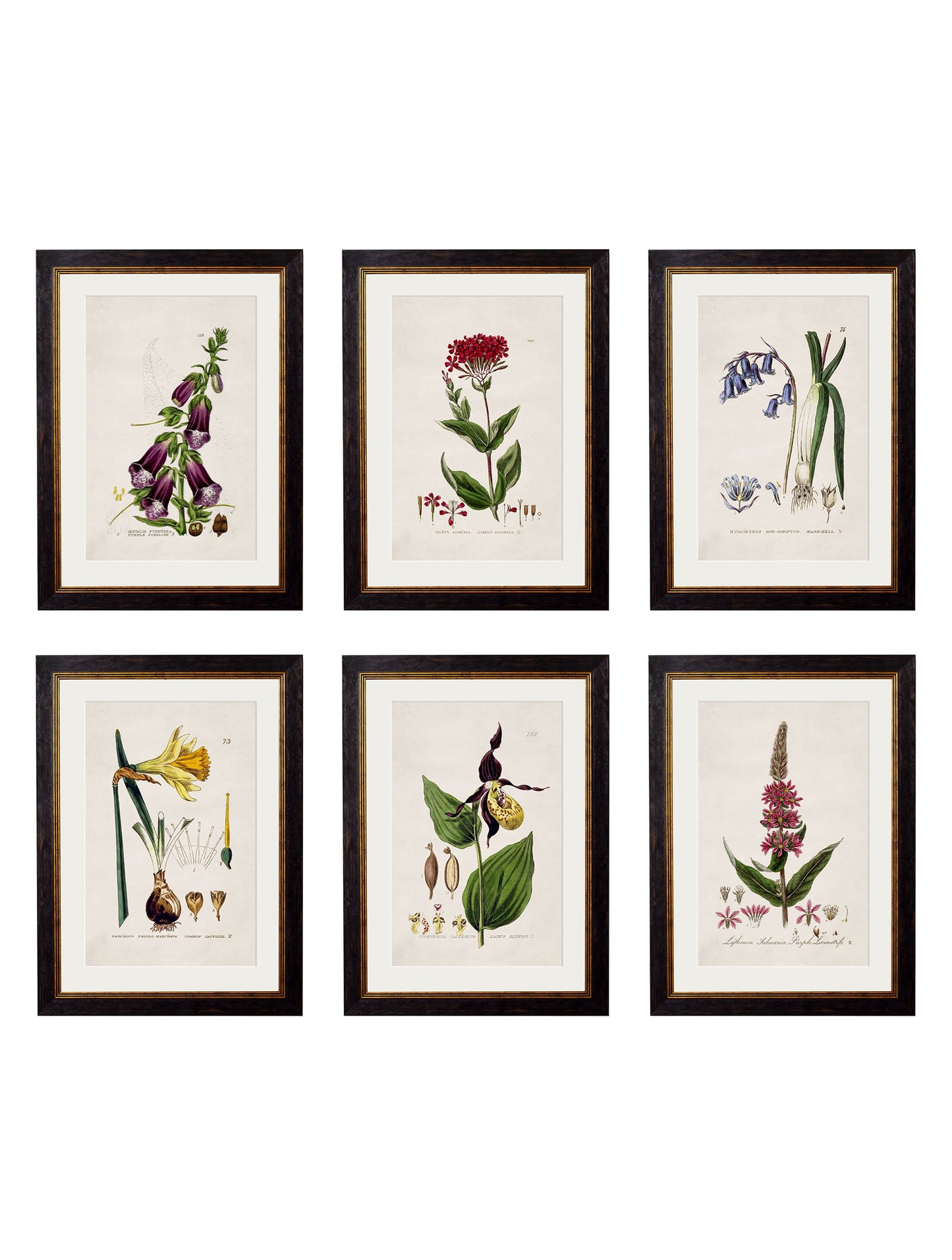 c.1837 British Flowering Plants in size 38 x 50cm - glass-fronted framed wall art print with solid wood frame, a beautiful addition to stylish homes