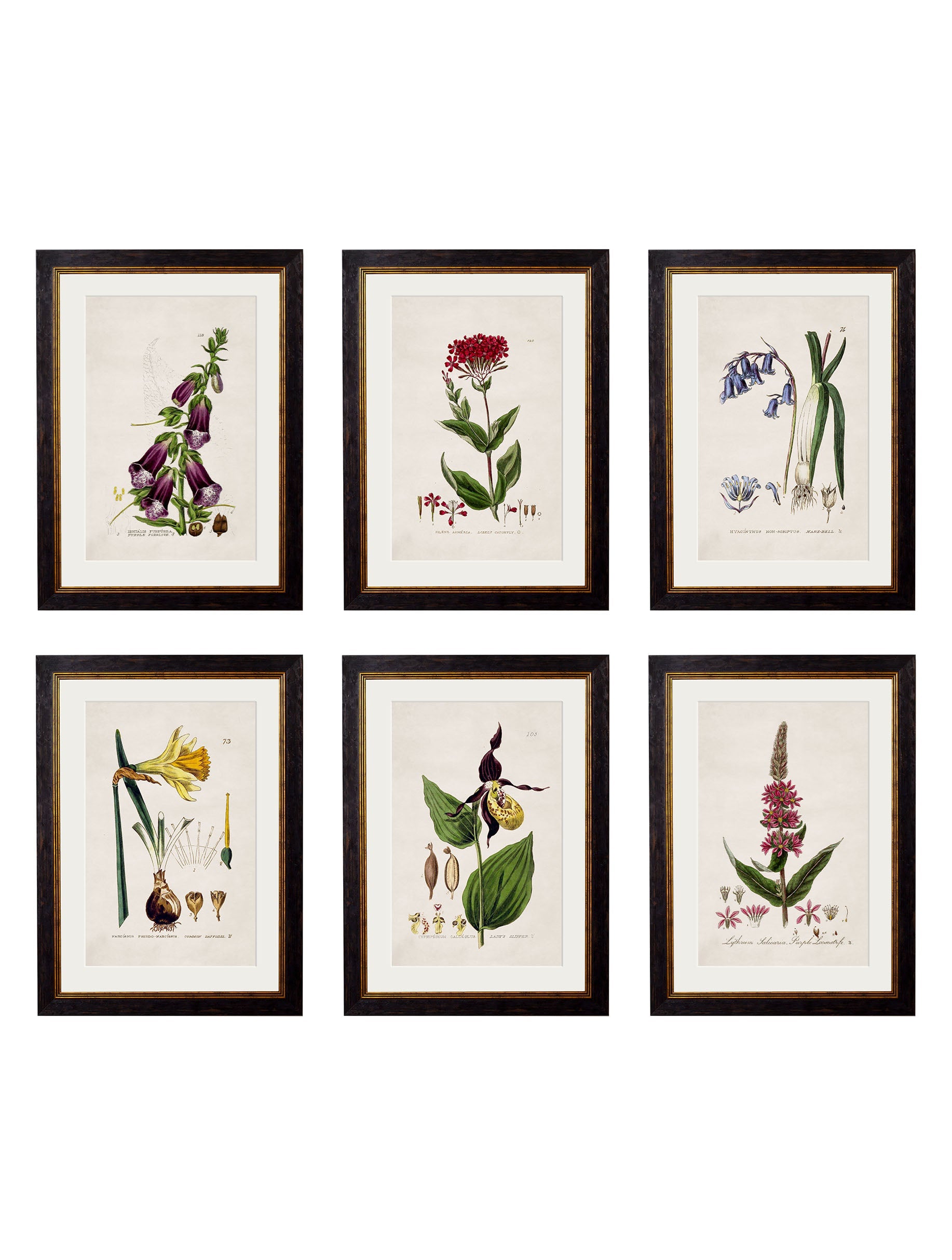 c.1837 British Flowering Plants in size 38 x 50cm - glass-fronted framed wall art print with solid wood frame, a beautiful addition to stylish homes