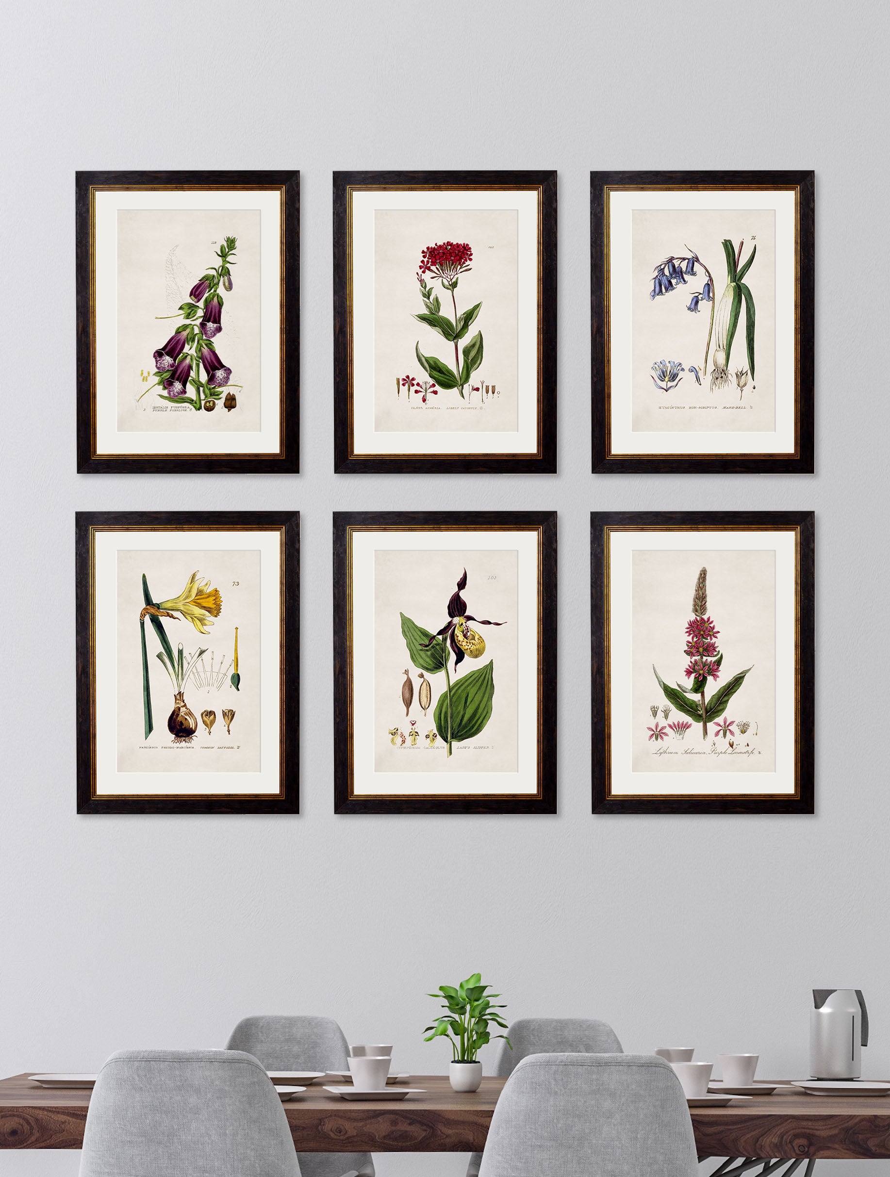 c 1837 british flowering plant catchfly in size 38 x 50cm - glass-fronted framed wall art print with solid wood frame, perfect for statement wall decor