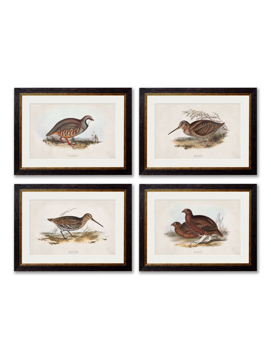 c.1837's British Game Birds in size 38 x 50cm - glass-fronted framed wall art print with solid wood frame, perfect for statement wall decor