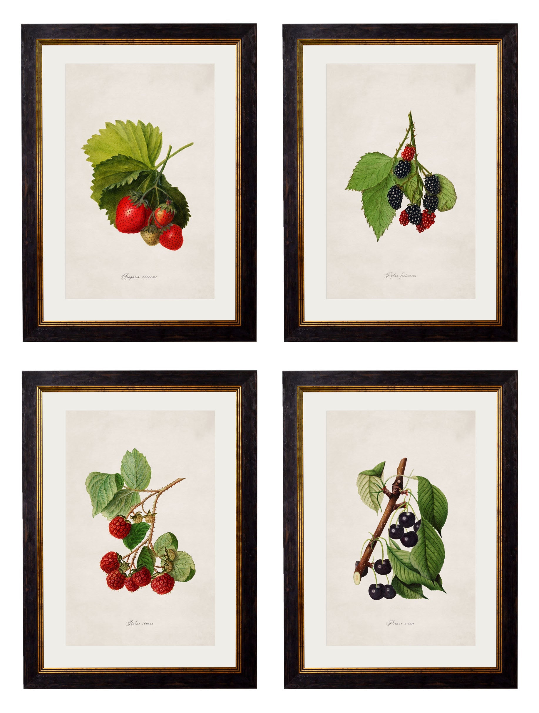 c.1886 Study of Berries & Cherries in size 38 x 50cm - glass-fronted framed wall art print with solid wood frame, perfect for luxury home decor