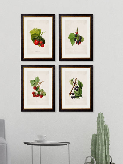 c 1886 study of blackberries in size 38 x 50cm - glass-fronted framed wall art print with solid wood frame, ideal for modern interiors