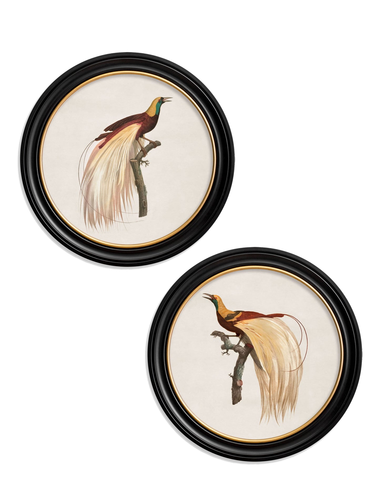 c.1809 Birds of Paradise - Round Frames in size 44 x 44 cm - glass-fronted framed wall art print with solid wood frame, ideal for contemporary home styling
