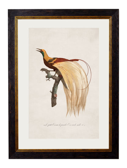 c 1809 birds of paradise in size 50 x 70cm - glass-fronted framed wall art print with solid wood frame, perfect for luxury home decor