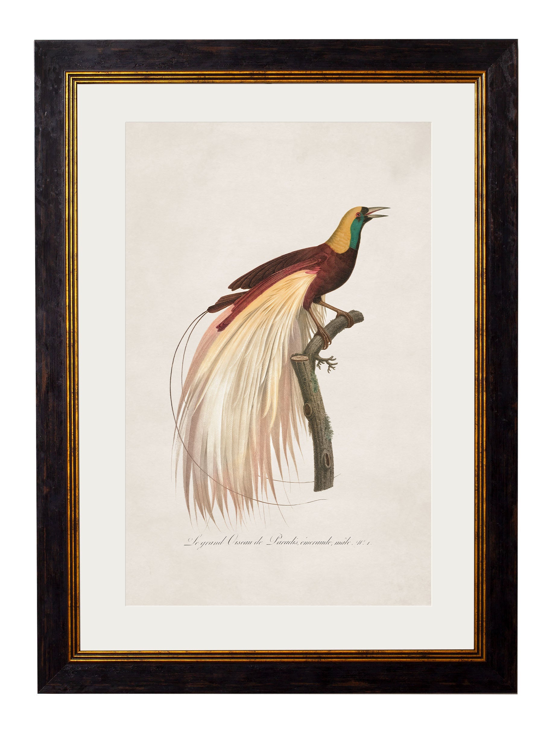 c 1809 birds of paradise in size 38 x 50cm - glass-fronted framed wall art print with solid wood frame, adds elegance to your decor